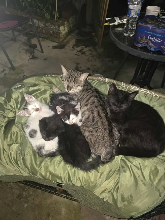 CatManJules Rescuing Abandoned, neglected Cats and Kittens campaign photo, 2 of 8