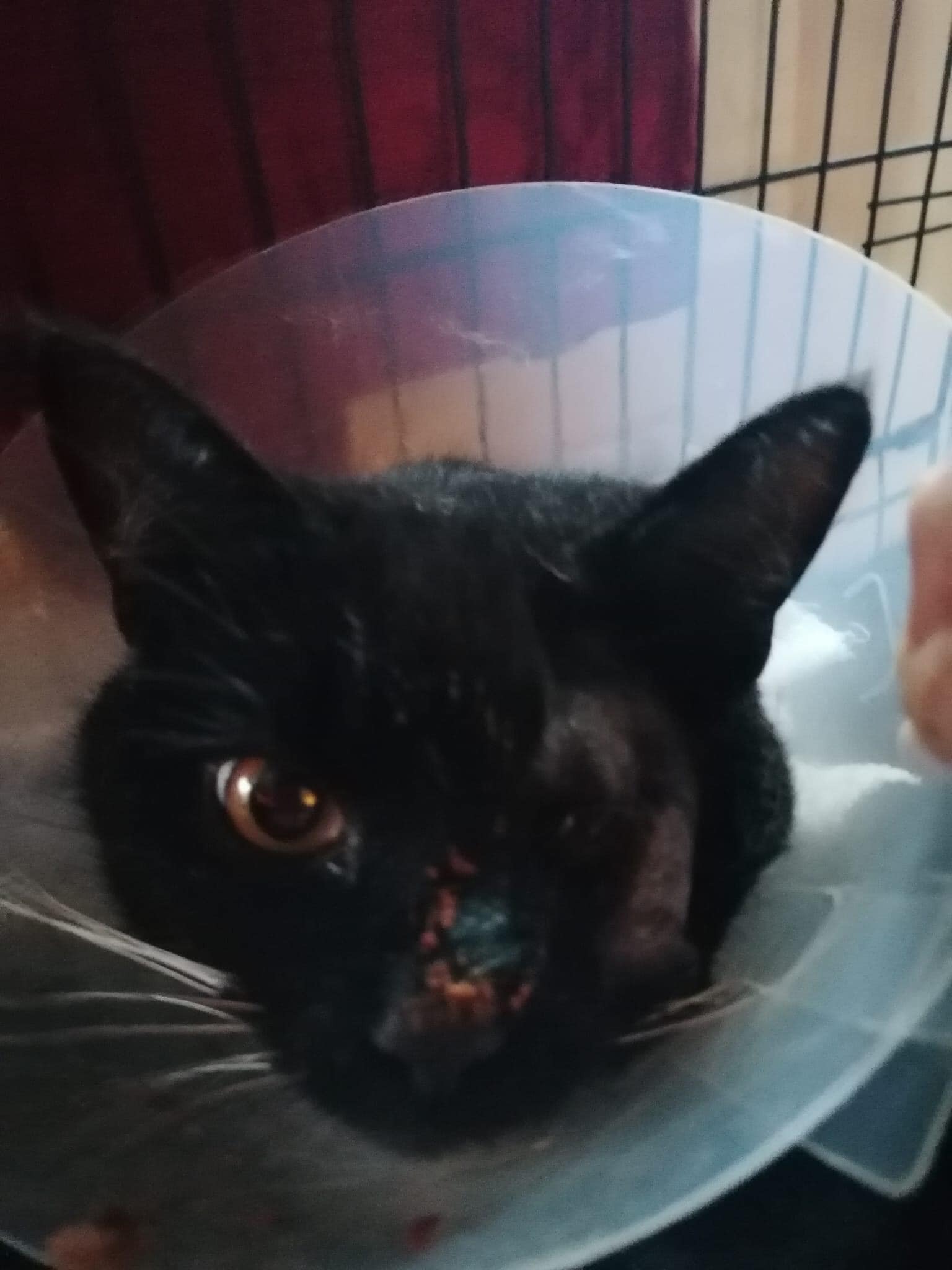 CatManJules Rescuing Abandoned, neglected Cats and Kittens campaign photo, 4 of 8