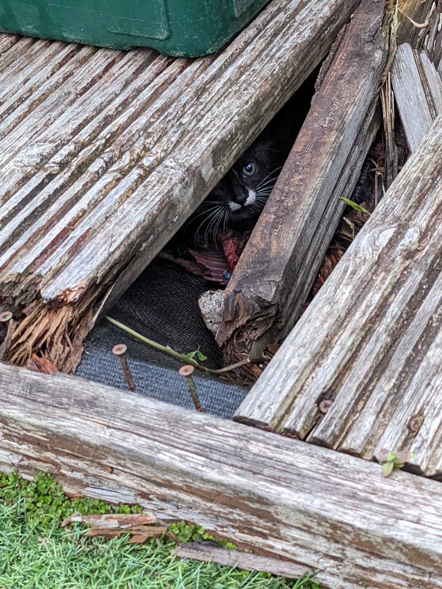 CatManJules Rescuing Abandoned, neglected Cats and Kittens campaign photo, 5 of 8