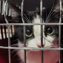 CatManJules Rescuing Abandoned, neglected Cats and Kittens campaign photo, 6 of 8