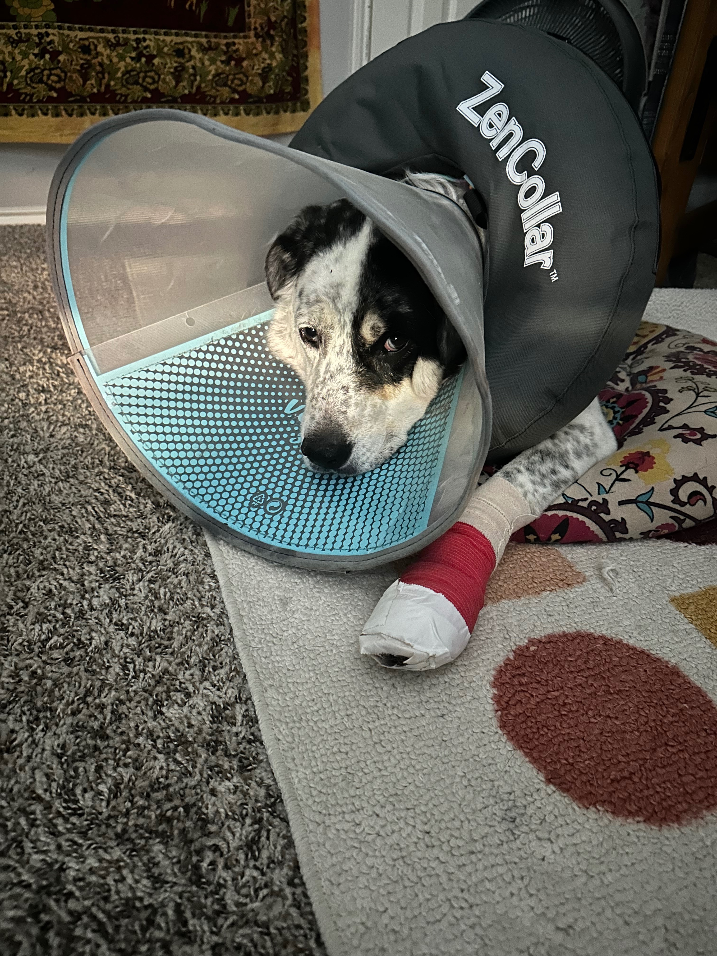 Help Strider Heal: Support His Recovery campaign photo, 7 of 8
