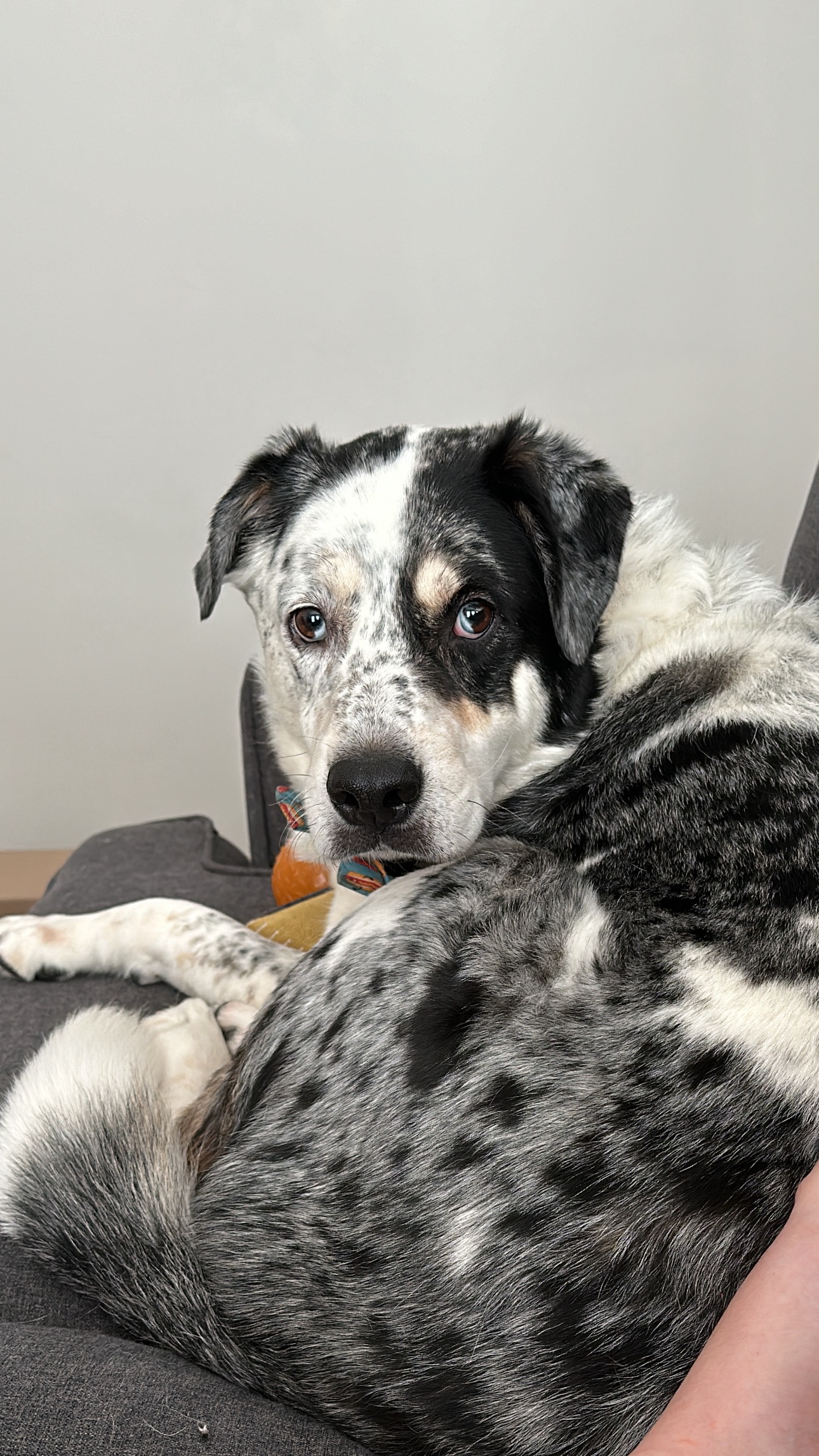 Help Strider Heal: Support His Recovery campaign photo, 2 of 8