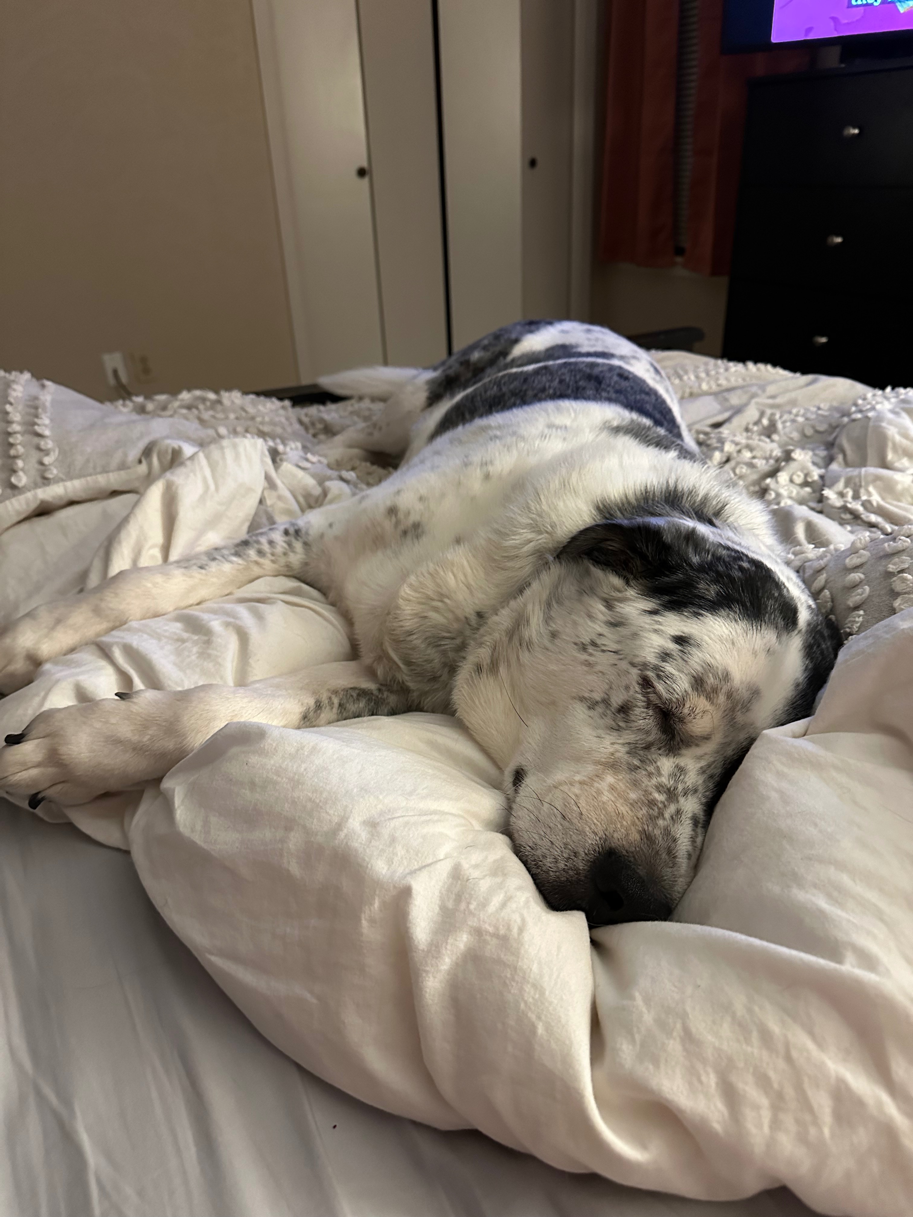 Help Strider Heal: Support His Recovery campaign photo, 4 of 8