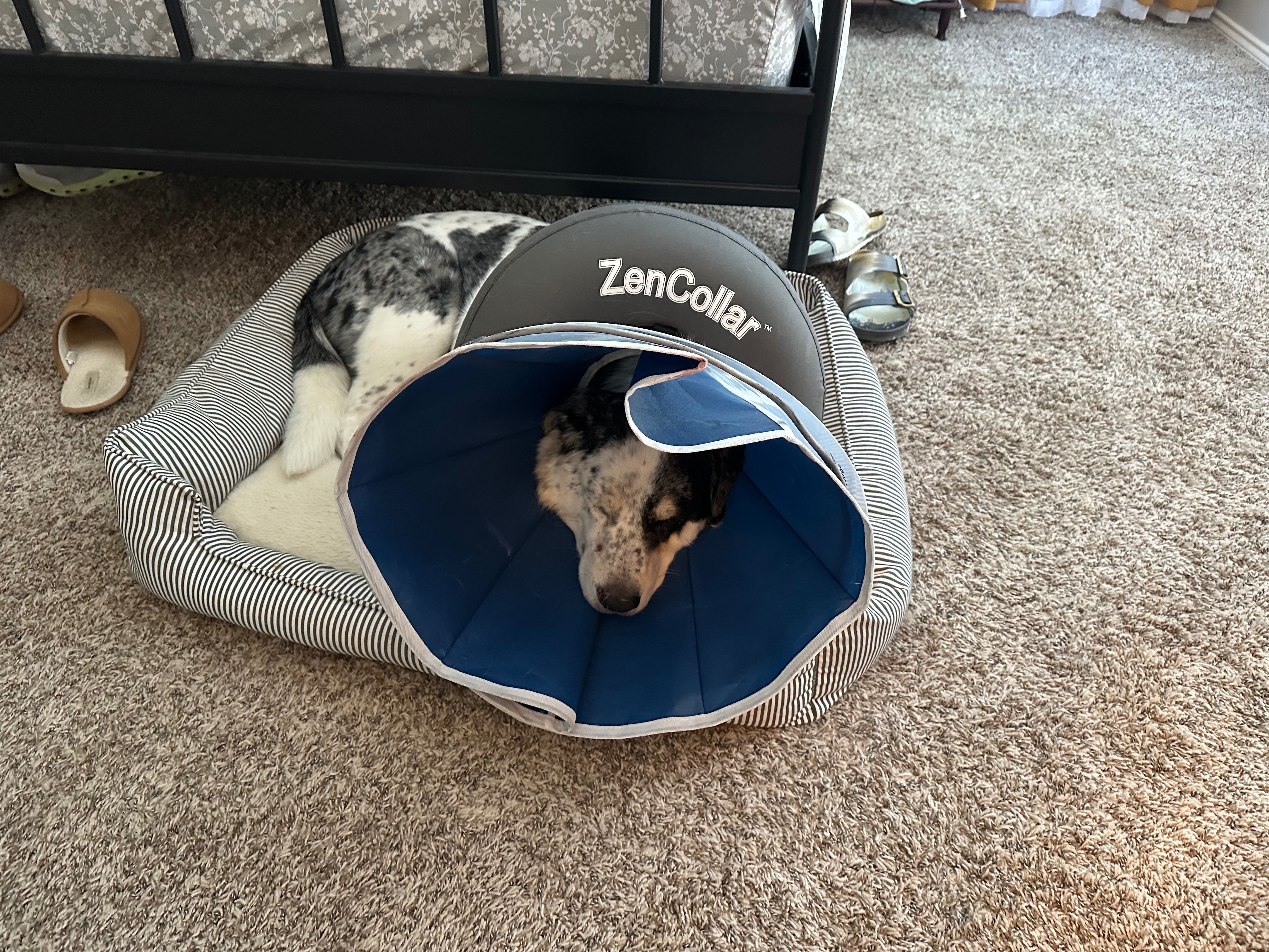 Help Strider Heal: Support His Recovery campaign photo, 5 of 8