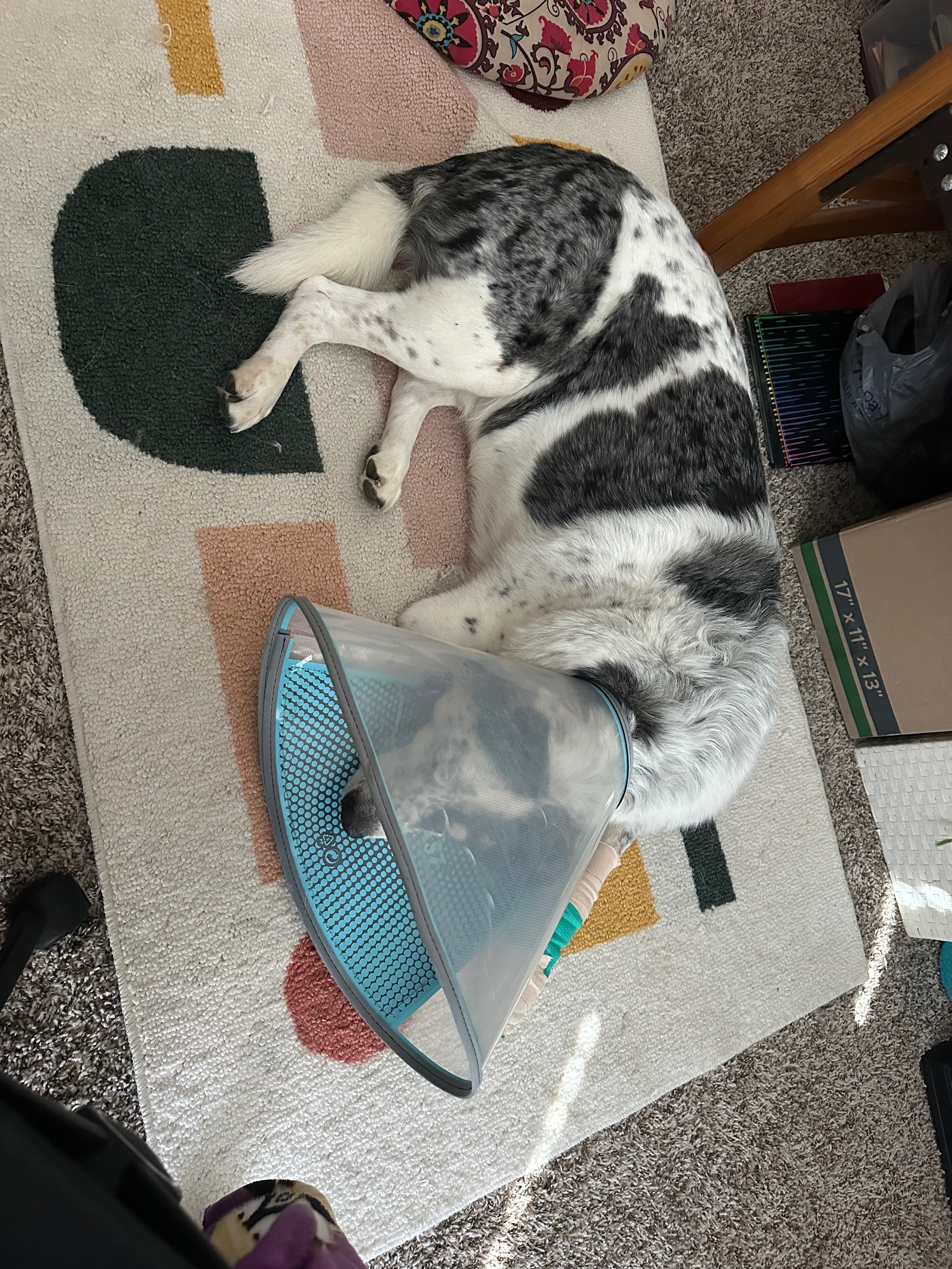 Help Strider Heal: Support His Recovery campaign photo, 6 of 8