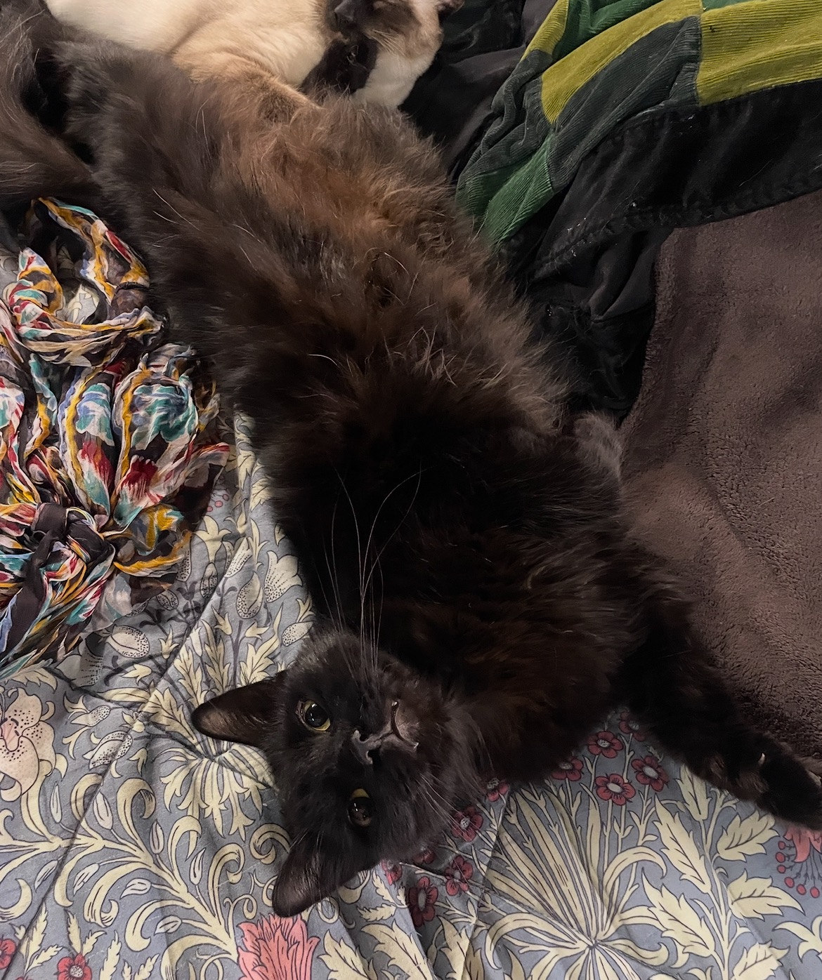 Help Lazzlo Overcome Life-Threatening Blockage campaign photo, 5 of 8
