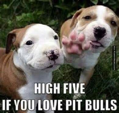 Healing Hearts, One Animal at a Time campaign photo, 2 of 6