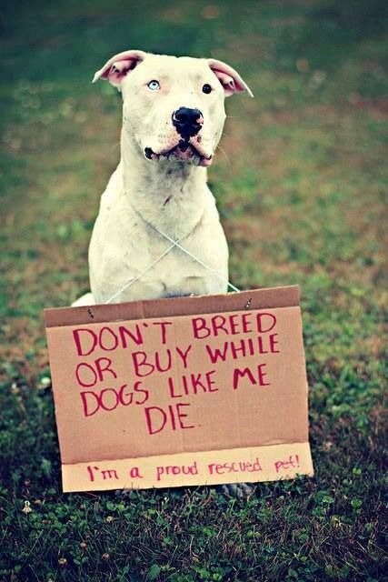 Healing Hearts, One Animal at a Time campaign photo, 4 of 6