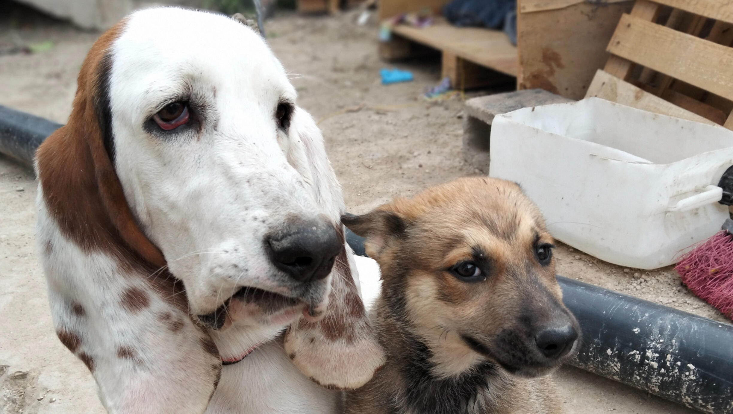 Ayuda para perritos en situaciones vulnerables en Tijuana photo
