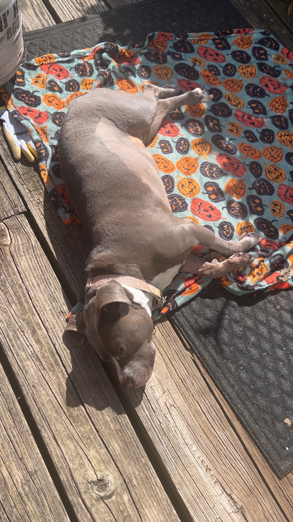 Lilo's Vet Expenses campaign photo, 6 of 7