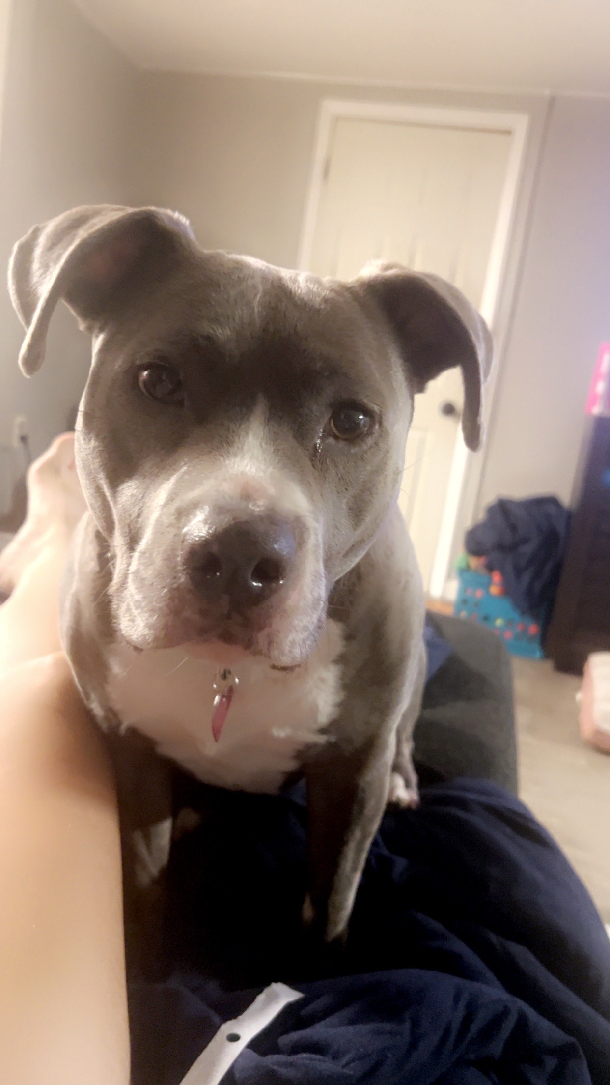 Lilo's Vet Expenses campaign photo, 4 of 7