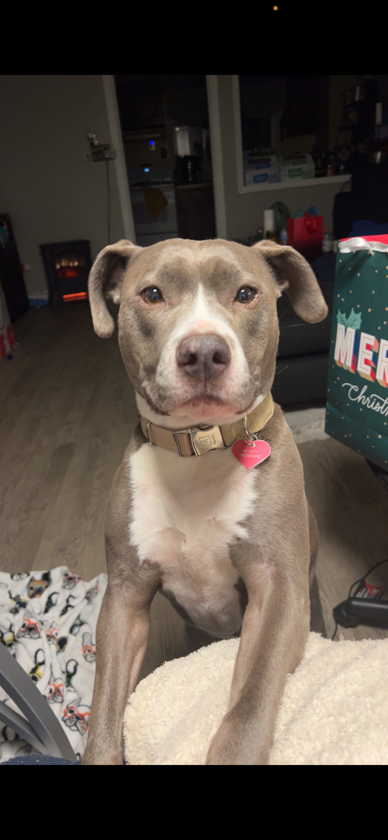 Lilo's Vet Expenses campaign photo, 5 of 7