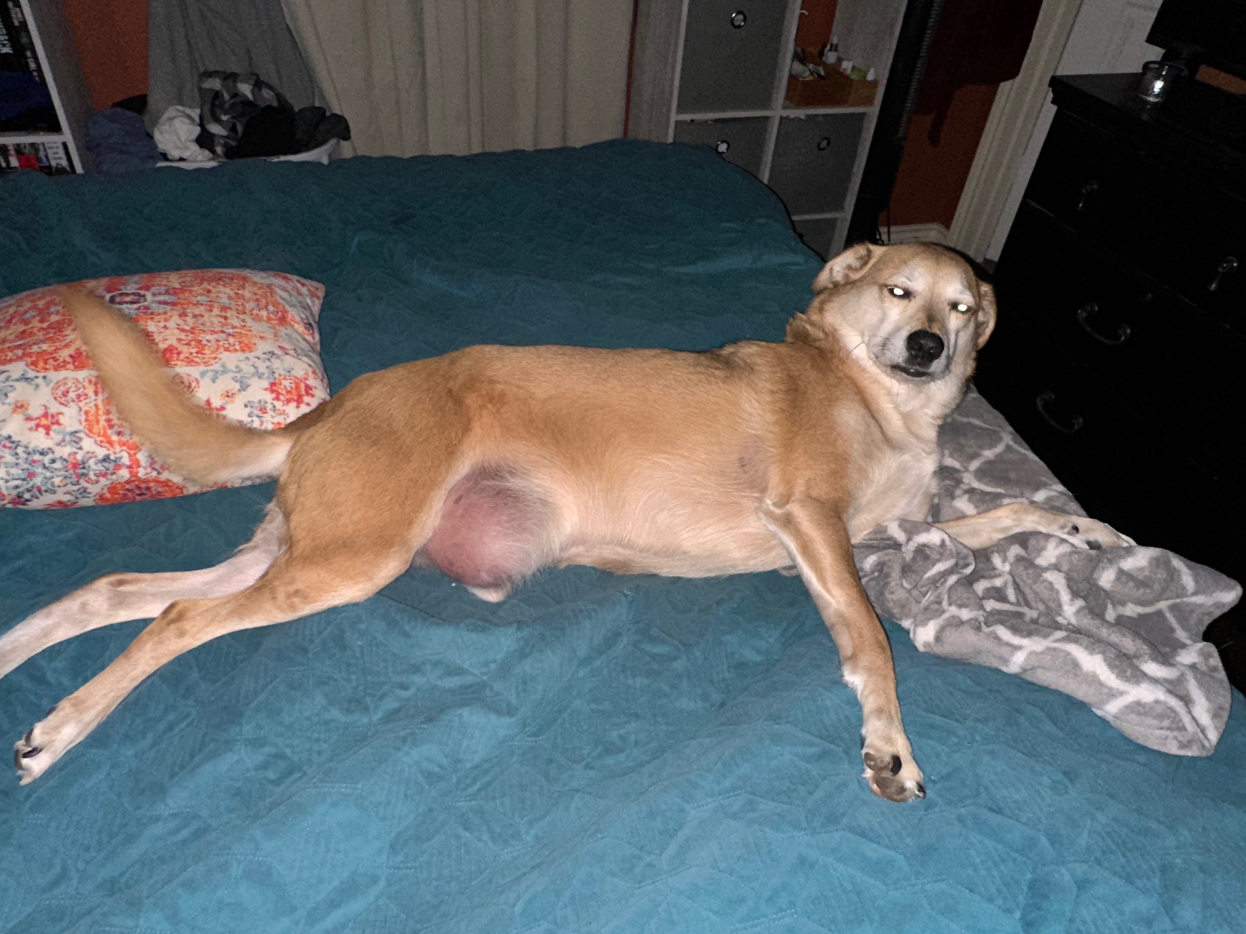 Diesel needs surgery campaign photo, 6 of 7