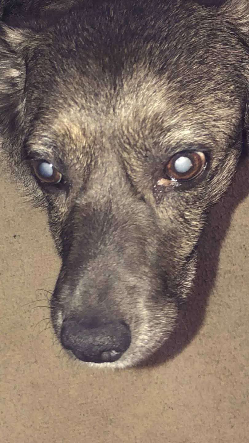 Help save Hannah’s sight campaign photo, 2 of 4