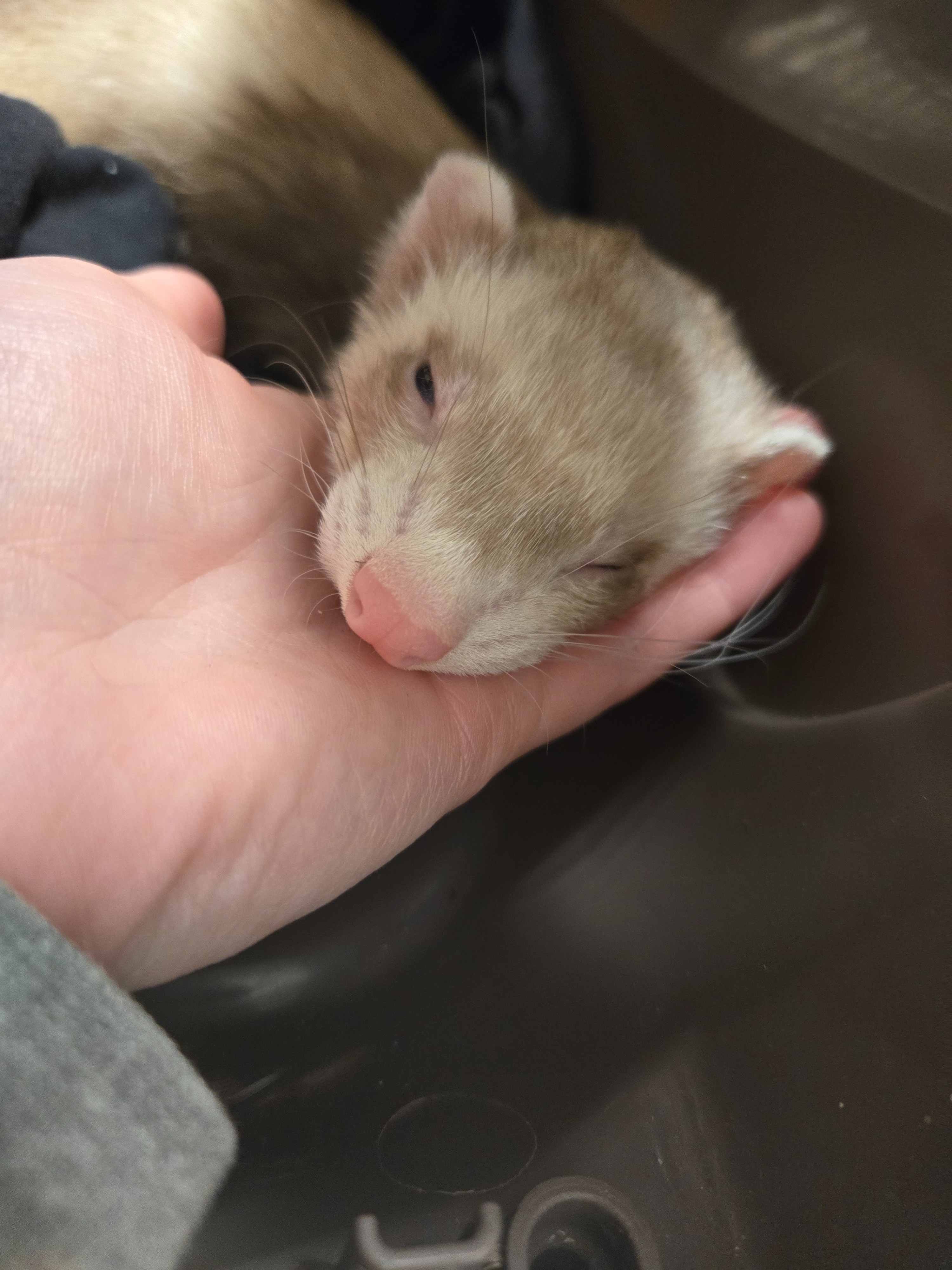 Save Craig's Toe: Emergency Vet Funds Needed campaign photo, 2 of 8