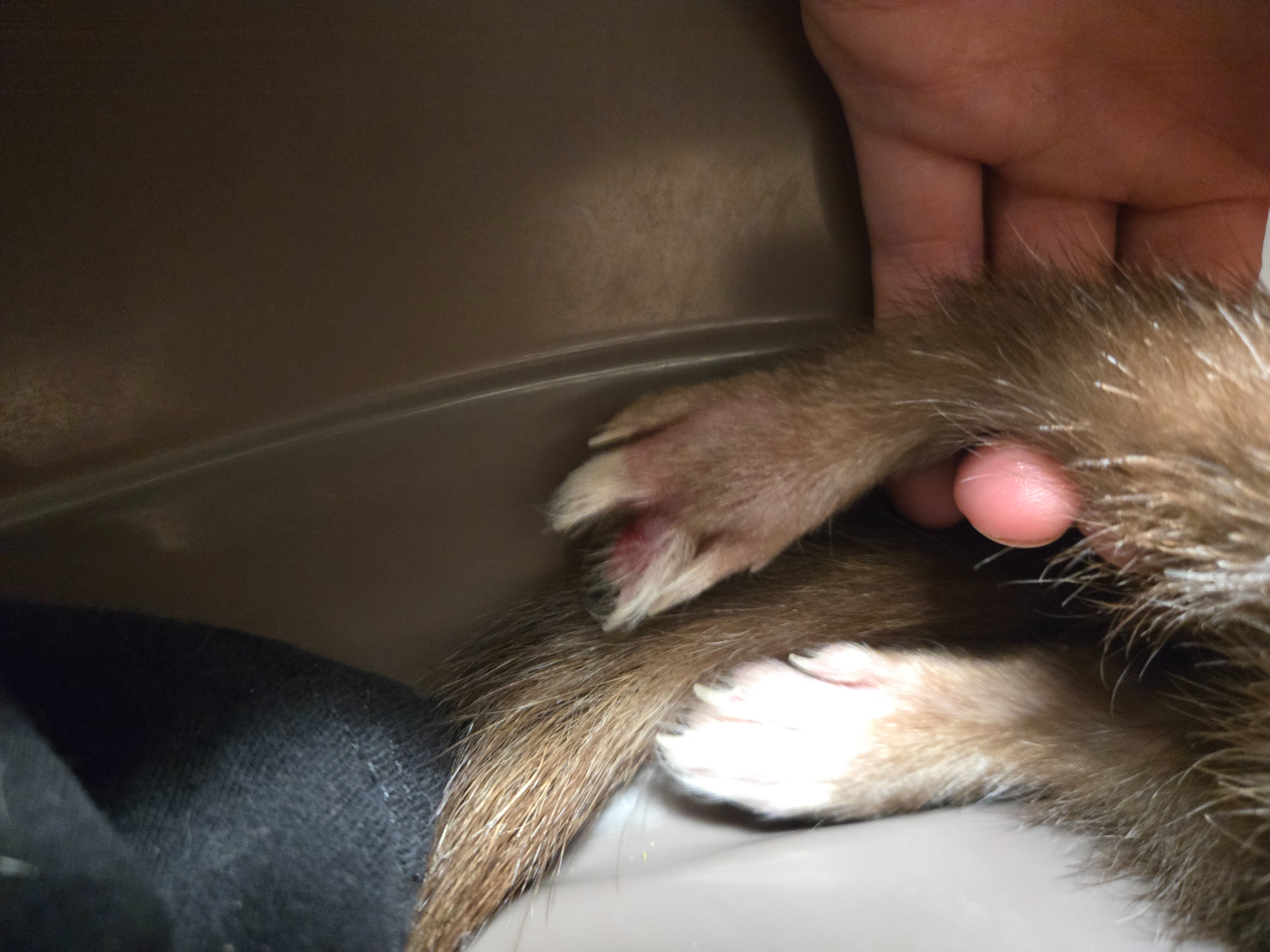 Save Craig's Toe: Emergency Vet Funds Needed campaign photo, 5 of 8