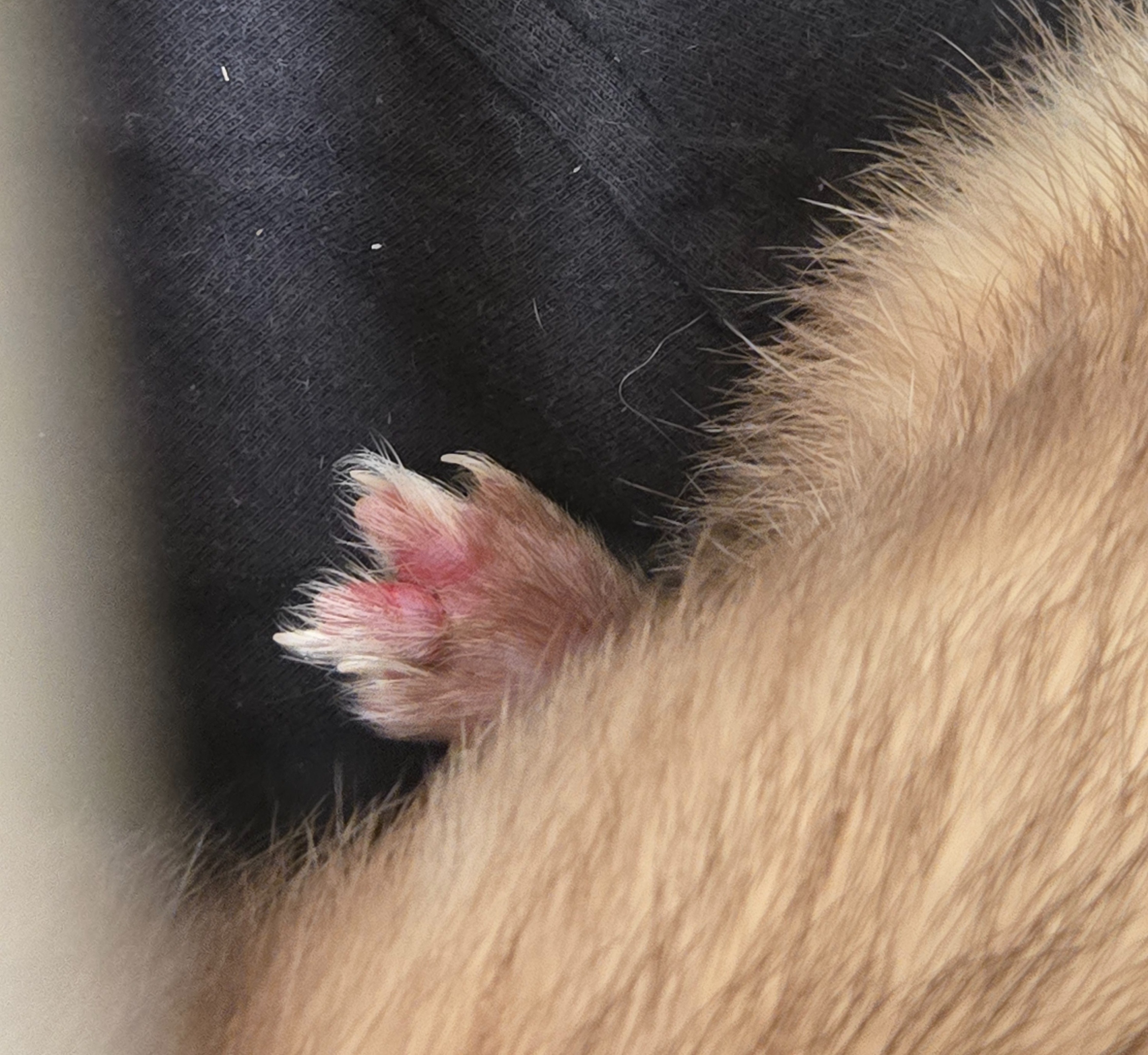 Save Craig's Toe: Emergency Vet Funds Needed campaign photo, 6 of 8