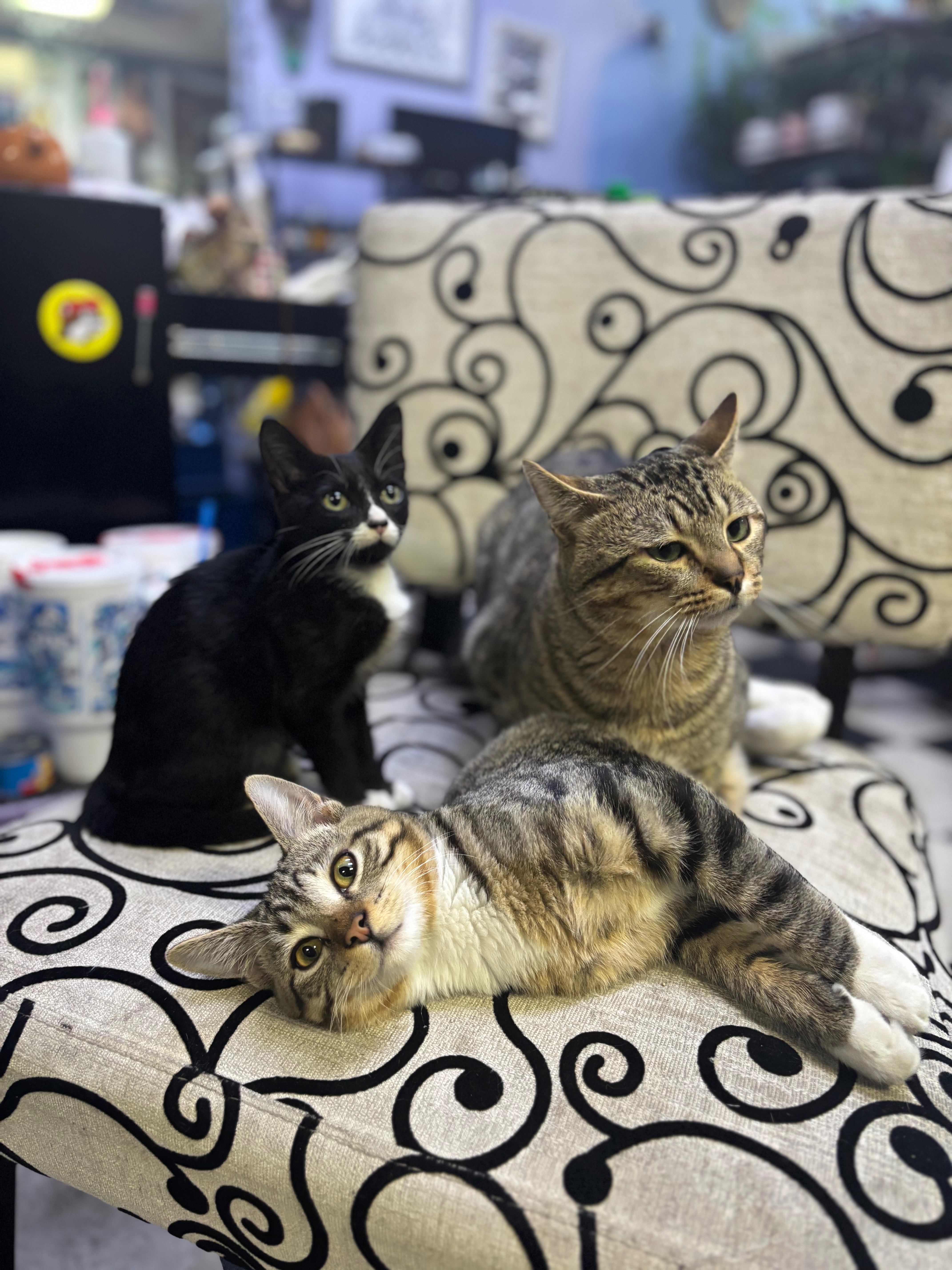 Help Save My Shop, My Art, and my kitties campaign photo, 4 of 5