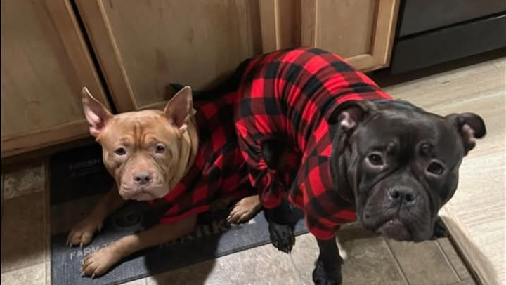 - Emergency Spay and Vet costs- photo