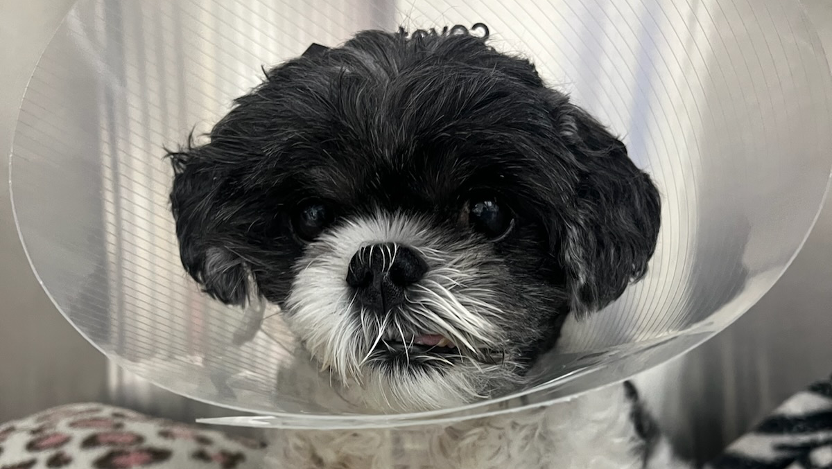 Help Save Mia photo