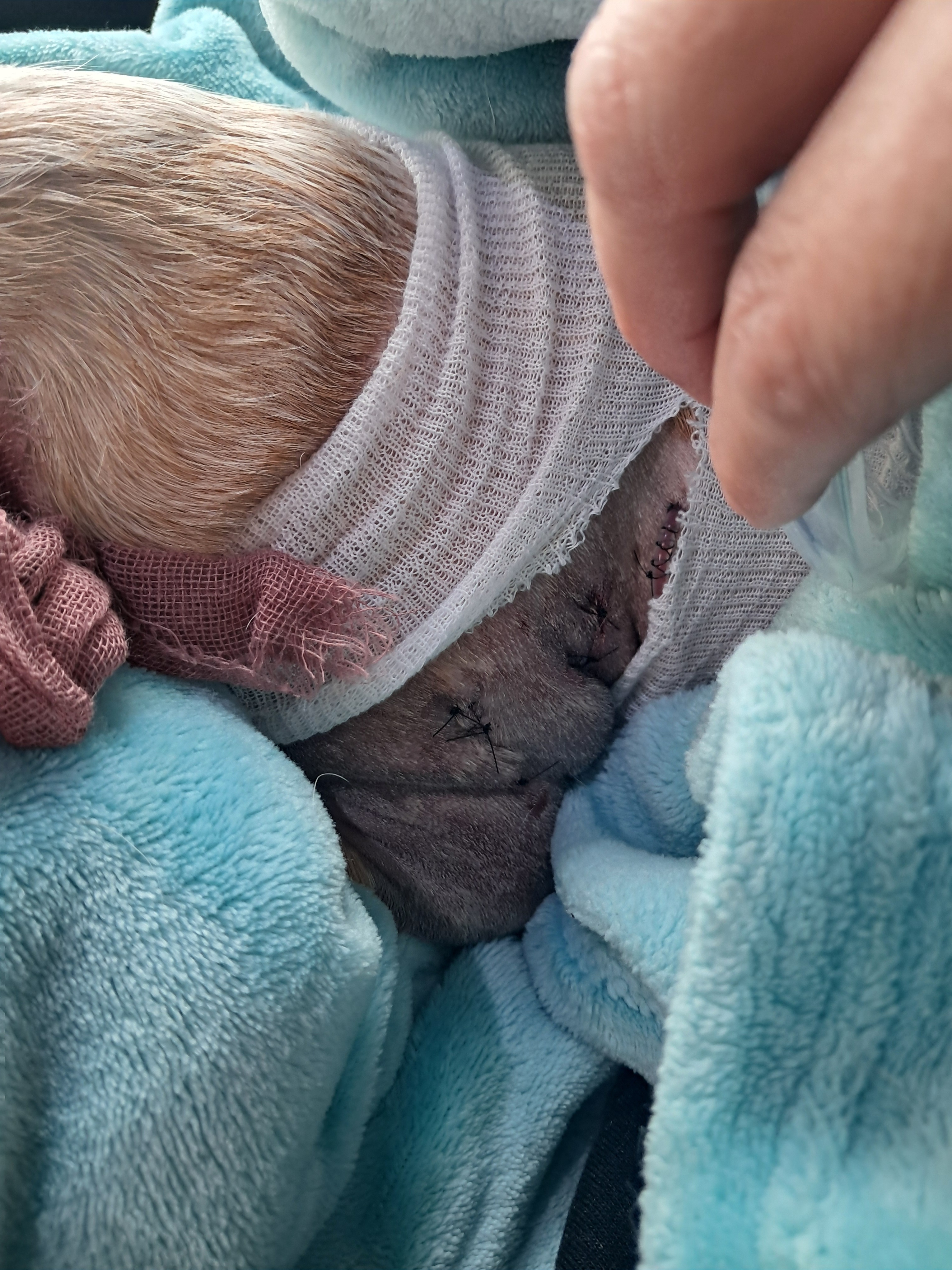 Baby's Recovery campaign photo, 7 of 8