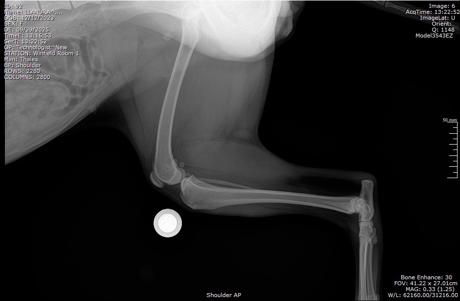 LLANURA Y OTTO OPERACION campaign photo, 2 of 6