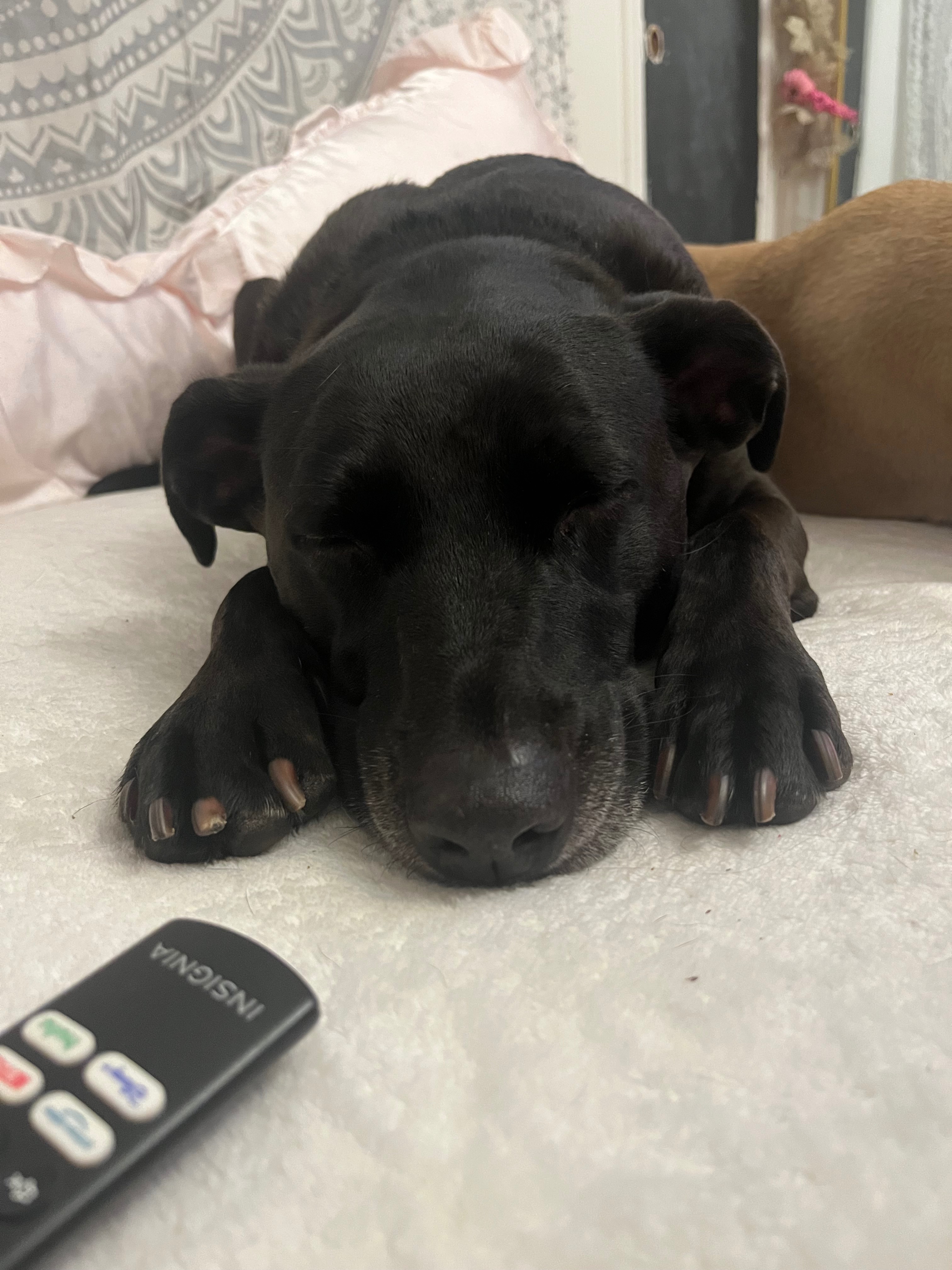 Help Princess Fight Cancer: Surgery Needed campaign photo, 6 of 7