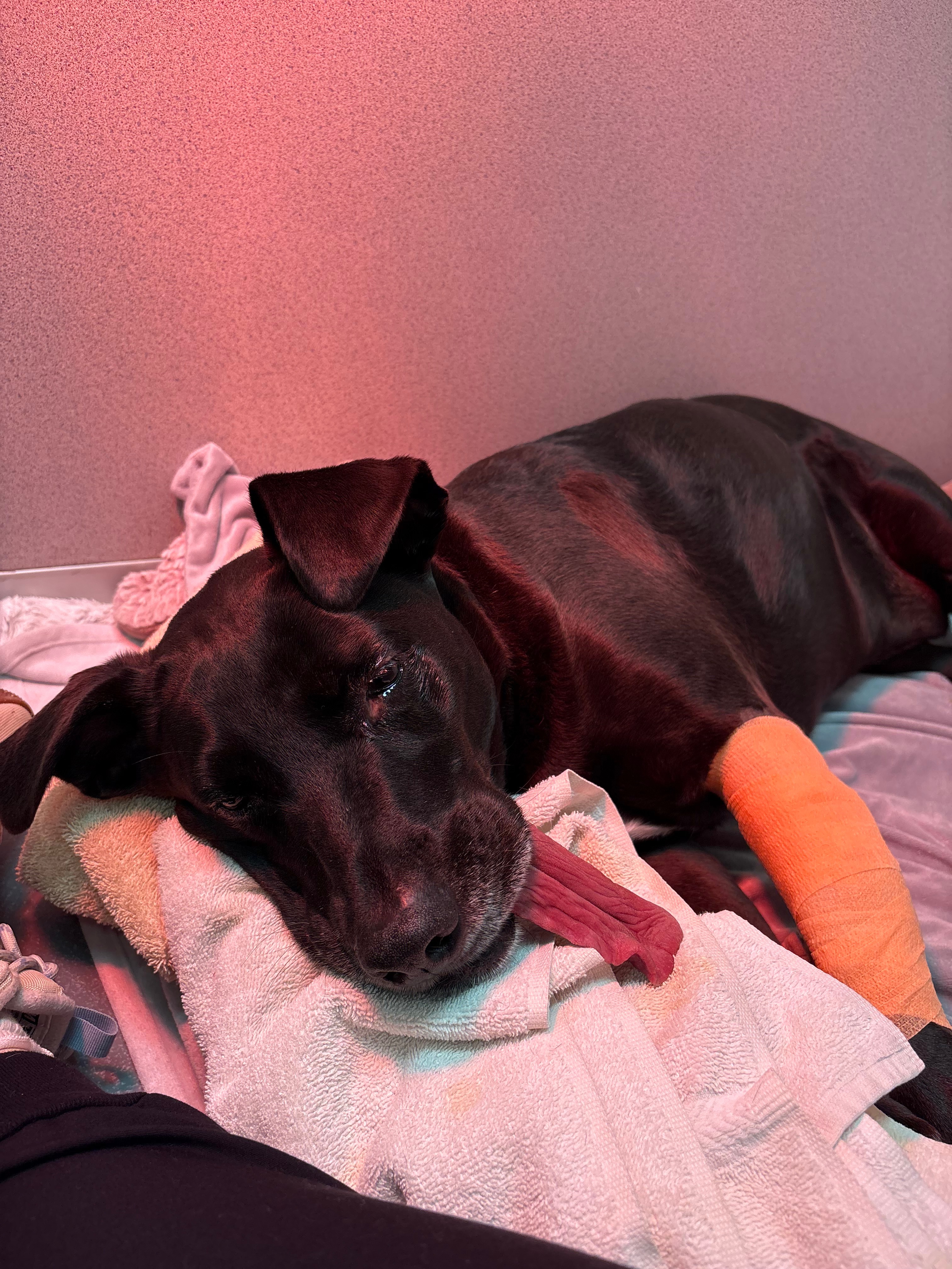 Help Princess Fight Cancer: Surgery Needed campaign photo, 4 of 7