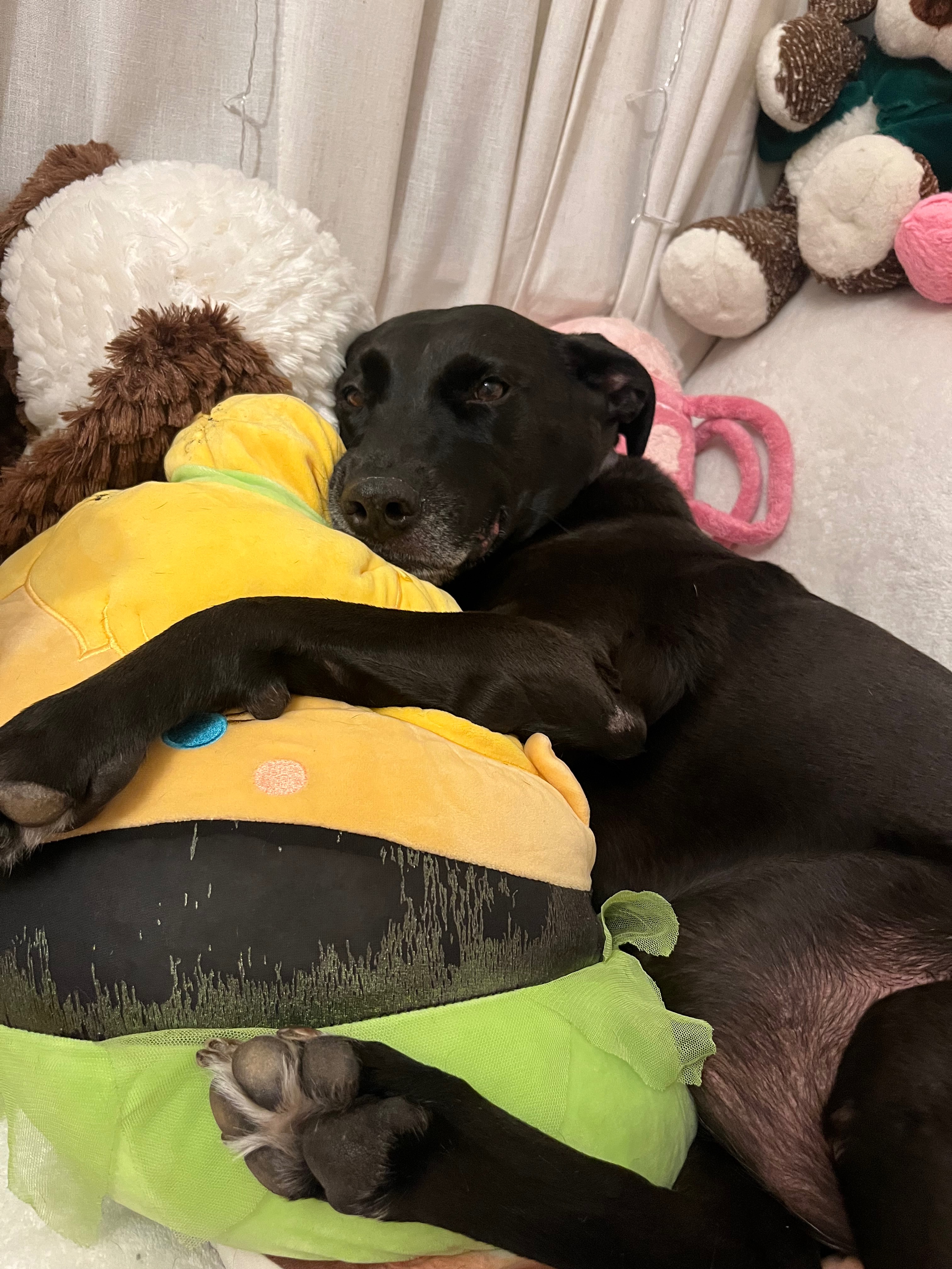 Help Princess Fight Cancer: Surgery Needed campaign photo, 5 of 7