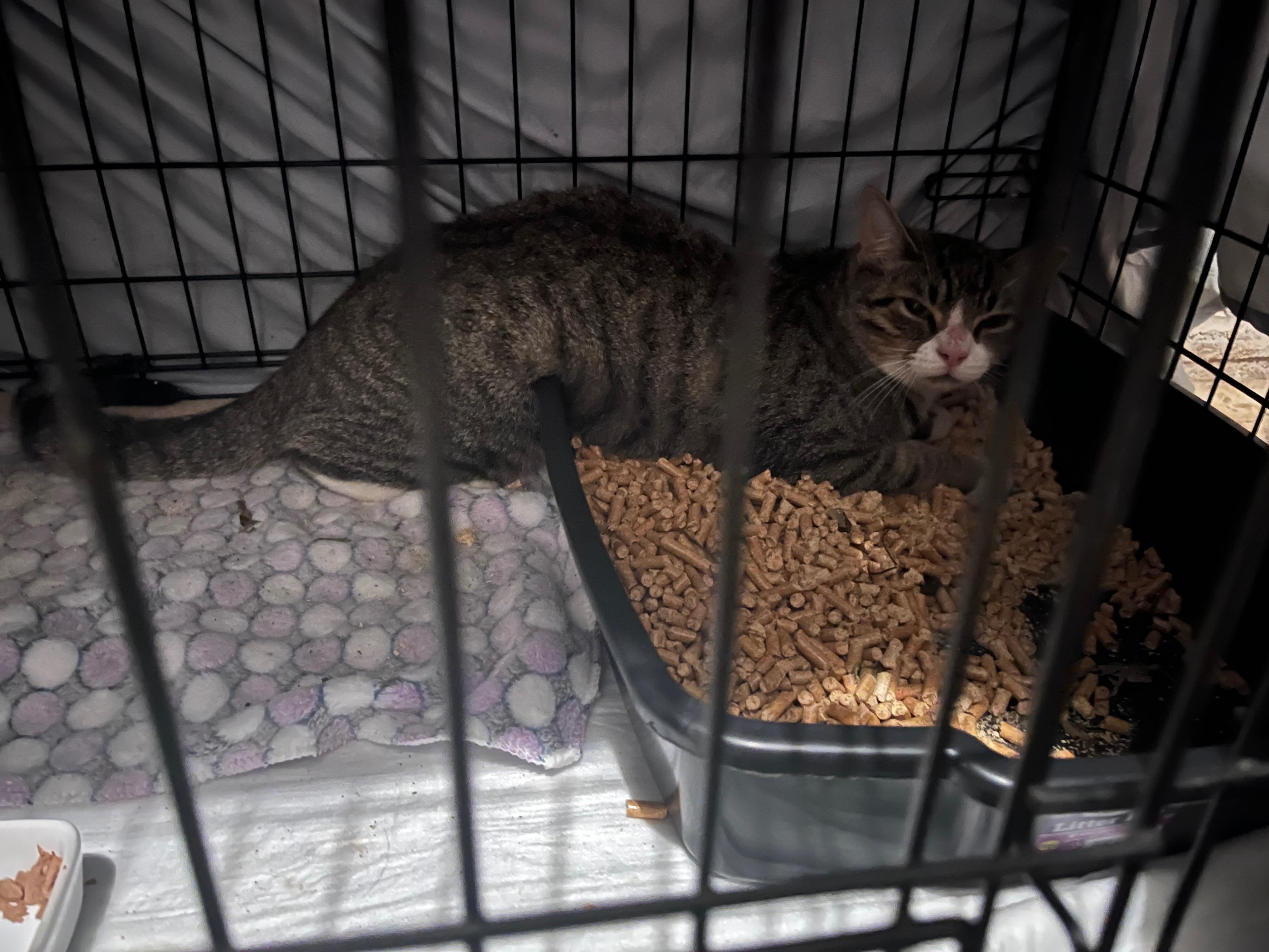 Cape view colony strays TNR campaign photo, 7 of 8