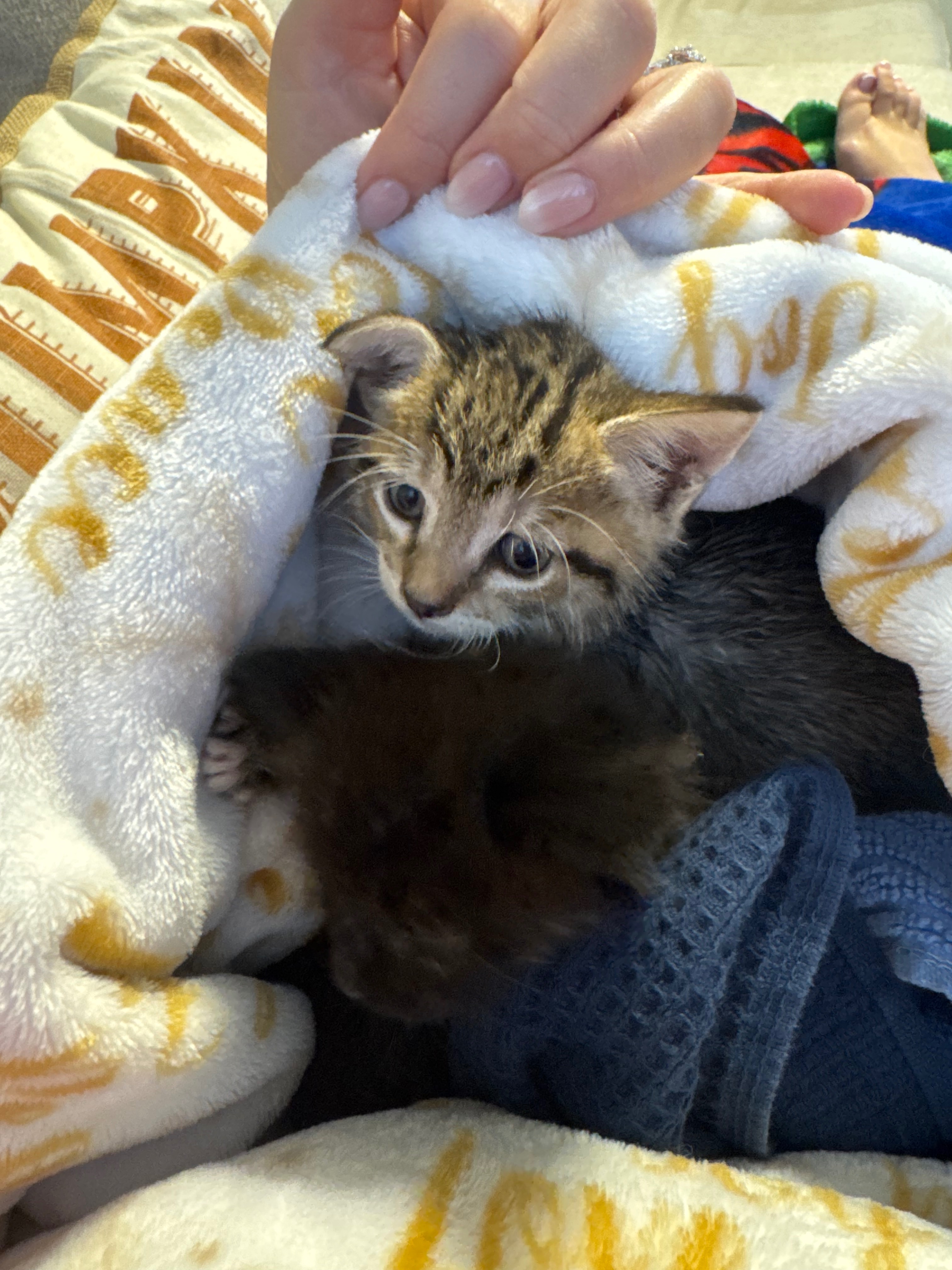 Cape view colony strays TNR campaign photo, 2 of 8