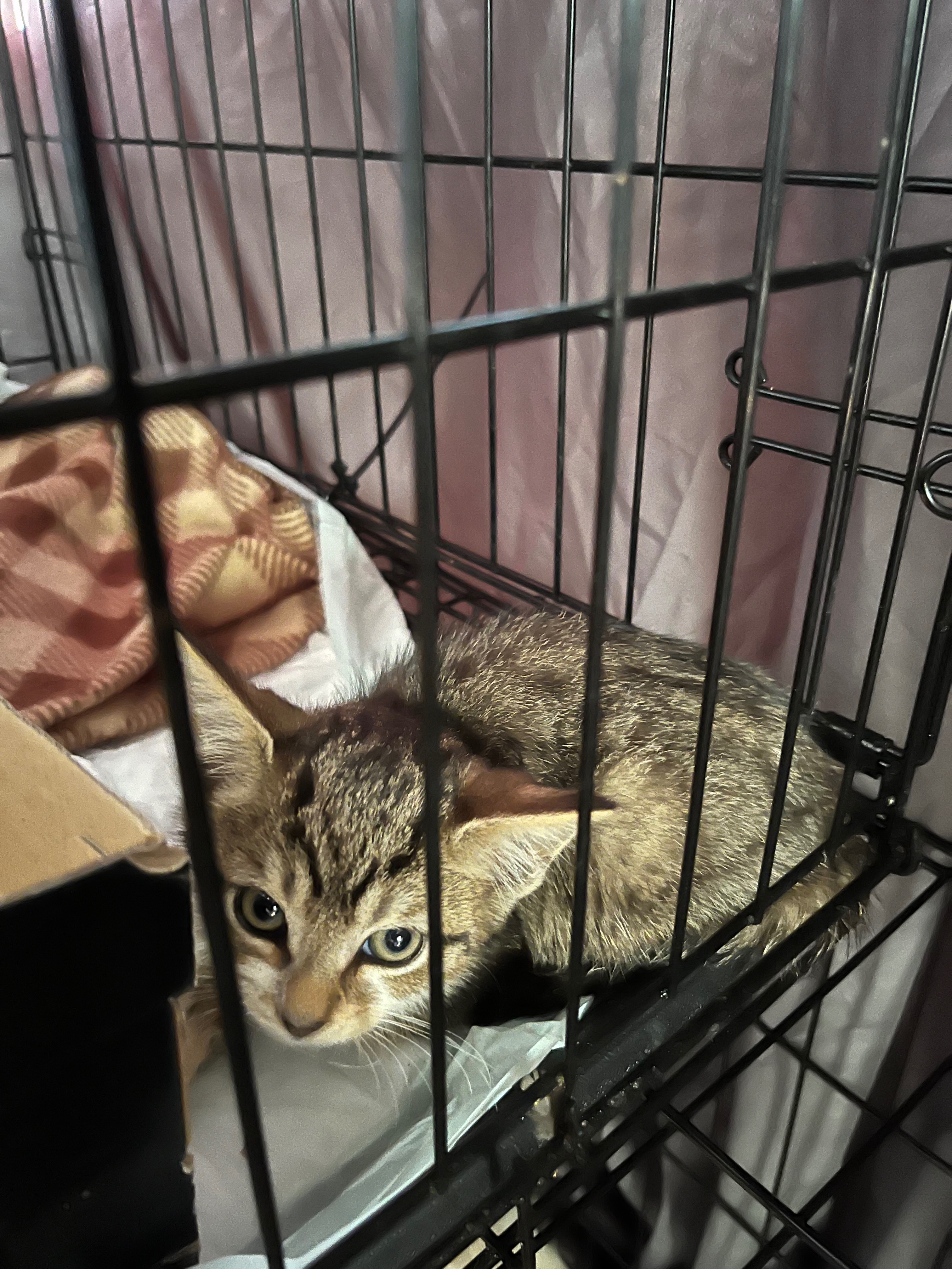 Cape view colony strays TNR campaign photo, 4 of 8