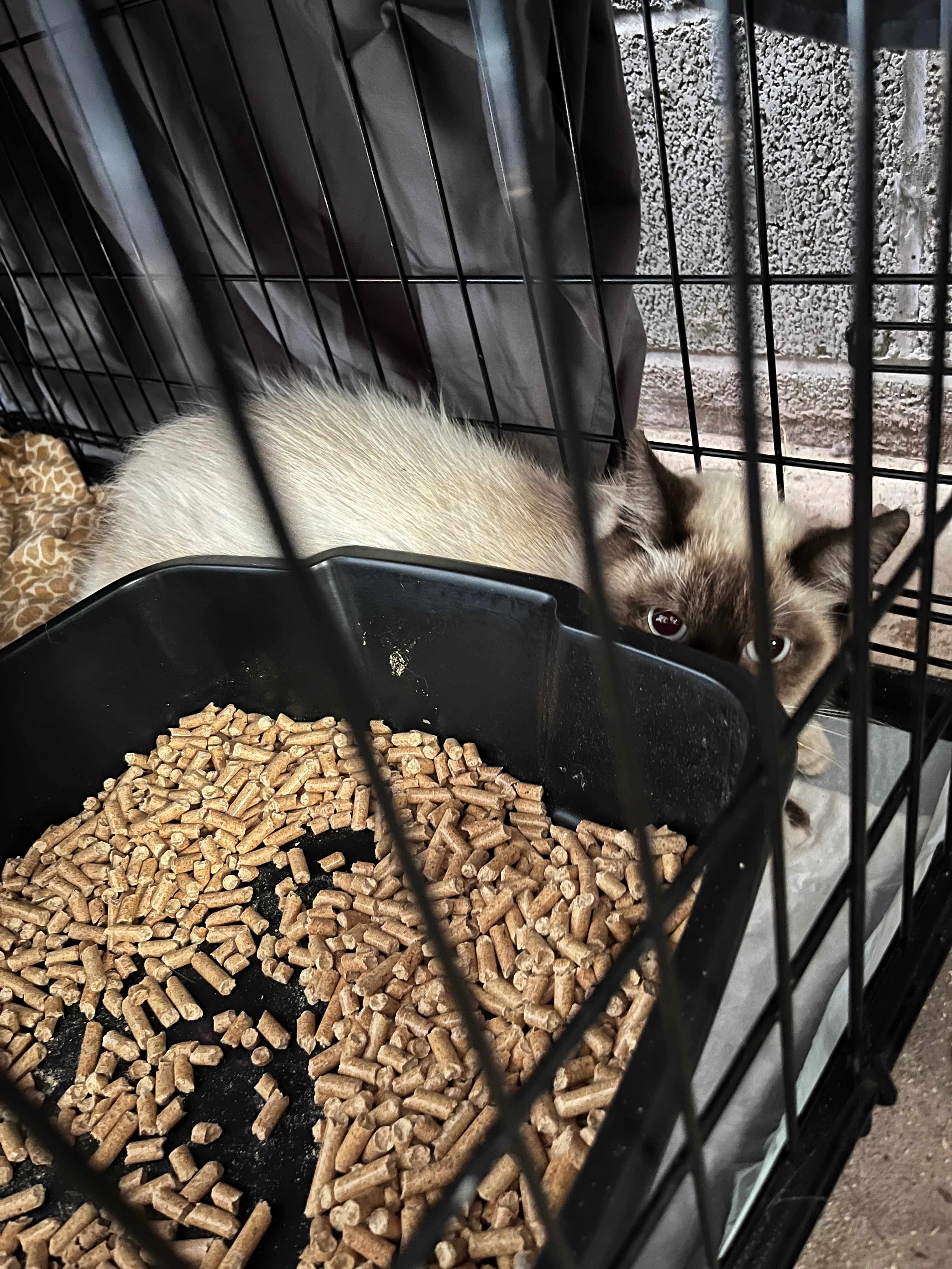 Cape view colony strays TNR campaign photo, 5 of 8