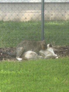 Cape view colony strays TNR campaign photo, 6 of 8