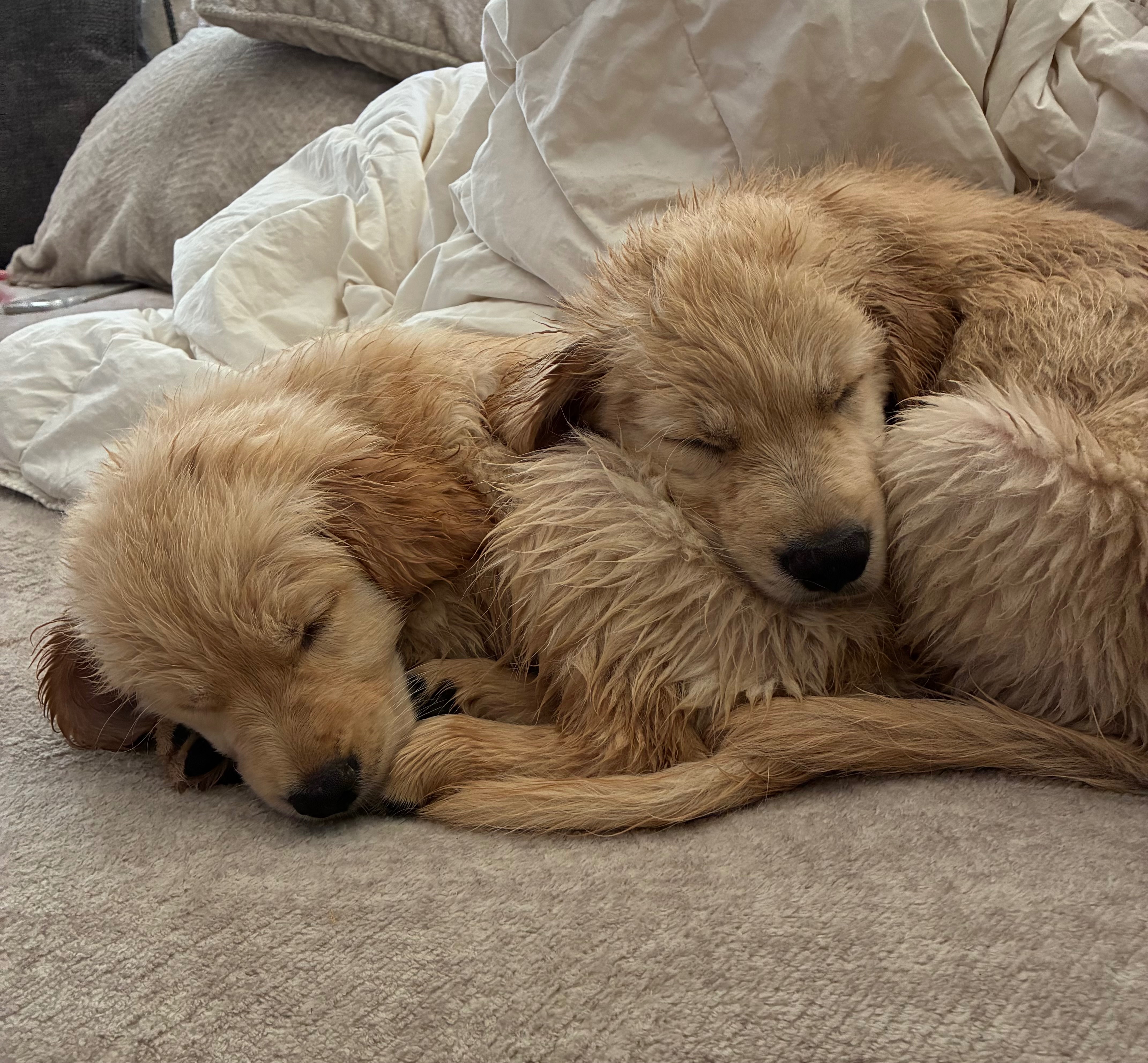 Gabby and Gizmo campaign photo, 5 of 7