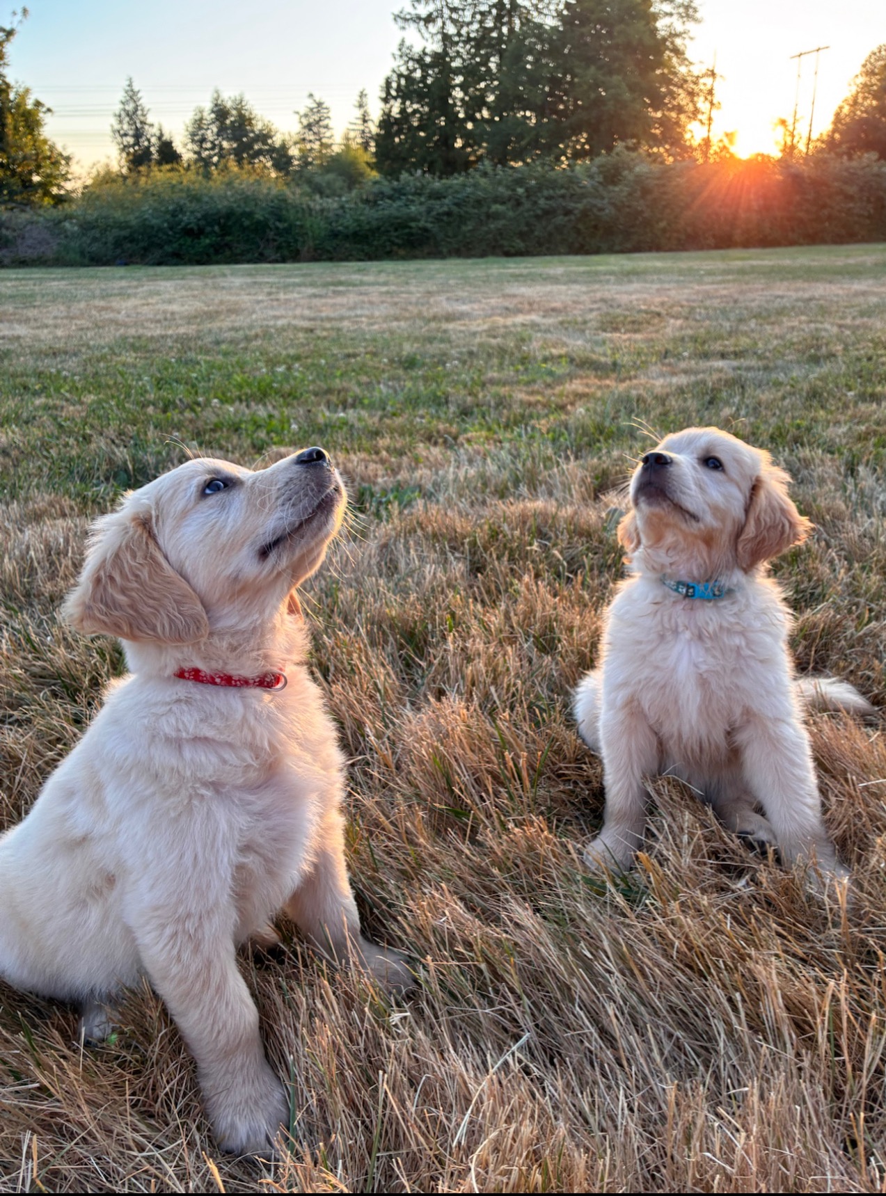 Gabby and Gizmo campaign photo, 6 of 7