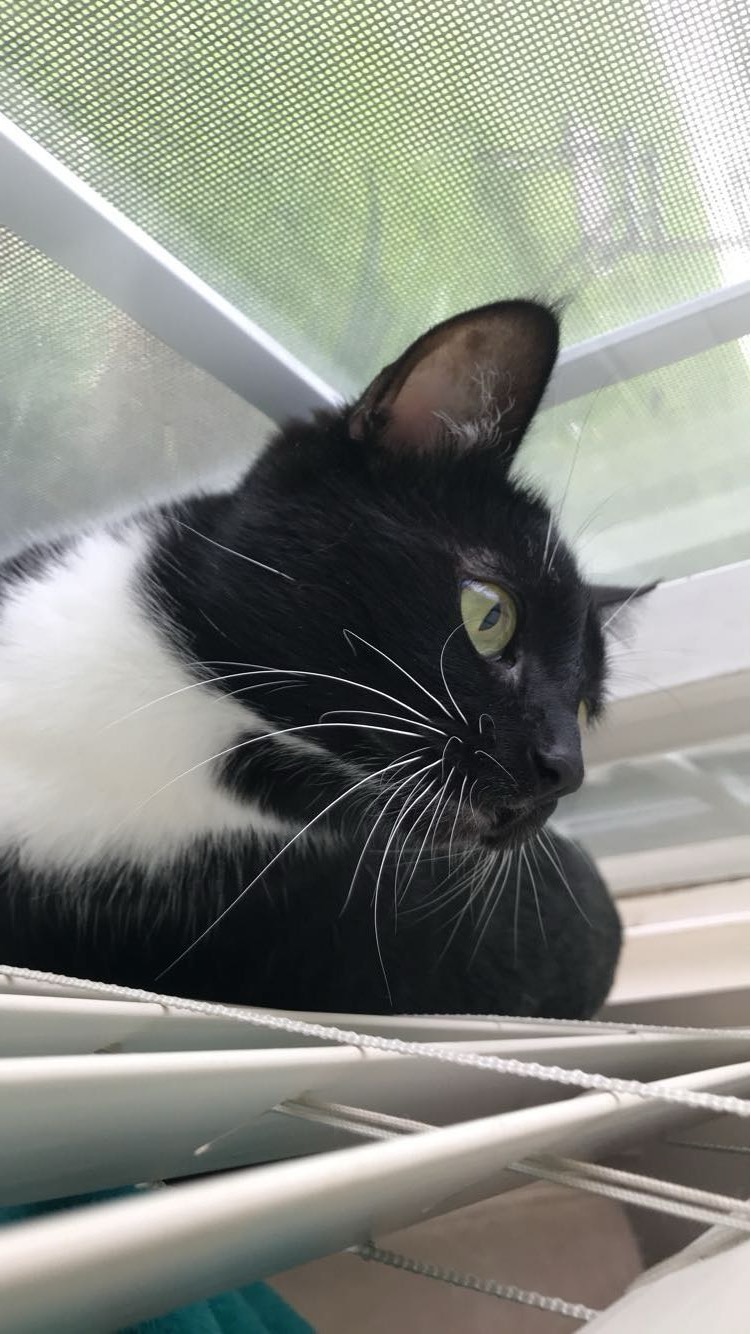 Help My Cat Get Surgery campaign photo, 2 of 7