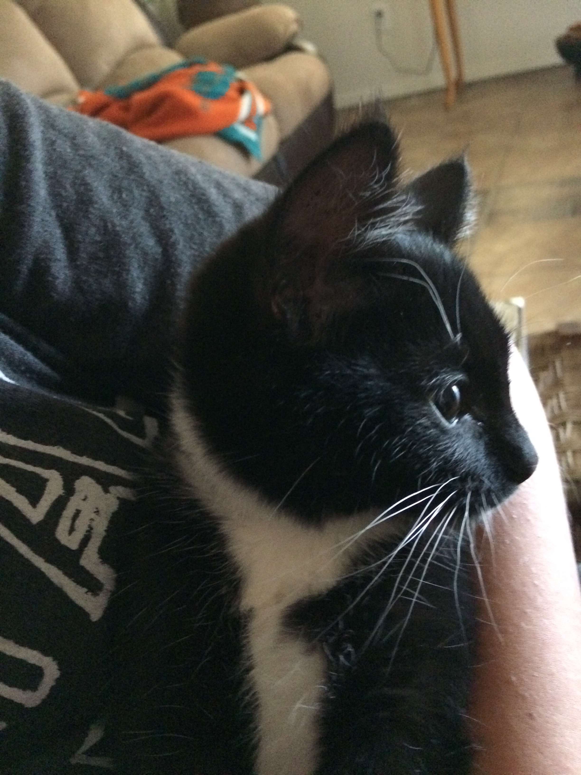 Help My Cat Get Surgery campaign photo, 4 of 7