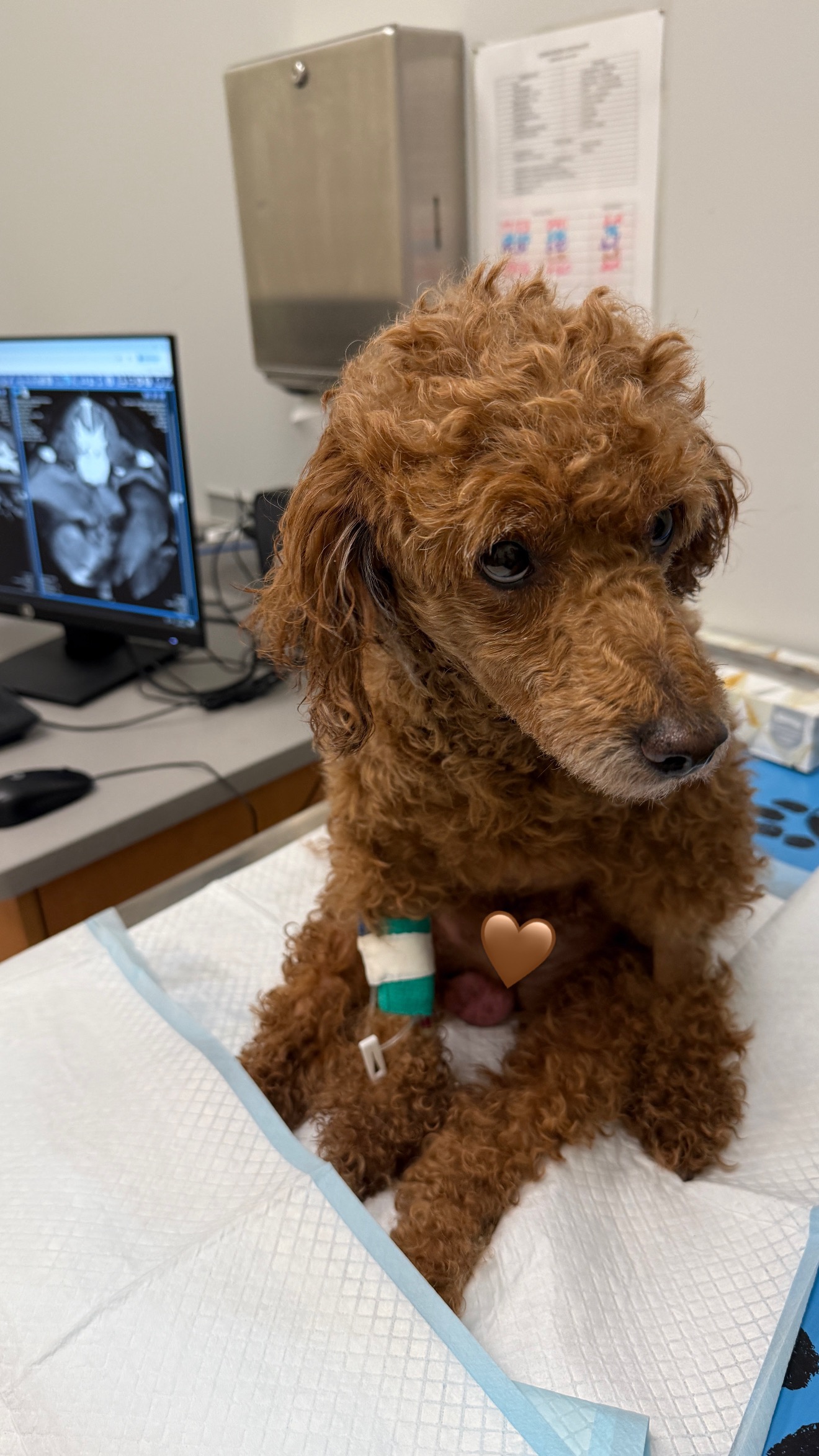 Help Buchu Walk Again After Emergency Spinal Surgery (IVDD) campaign photo, 7 of 7