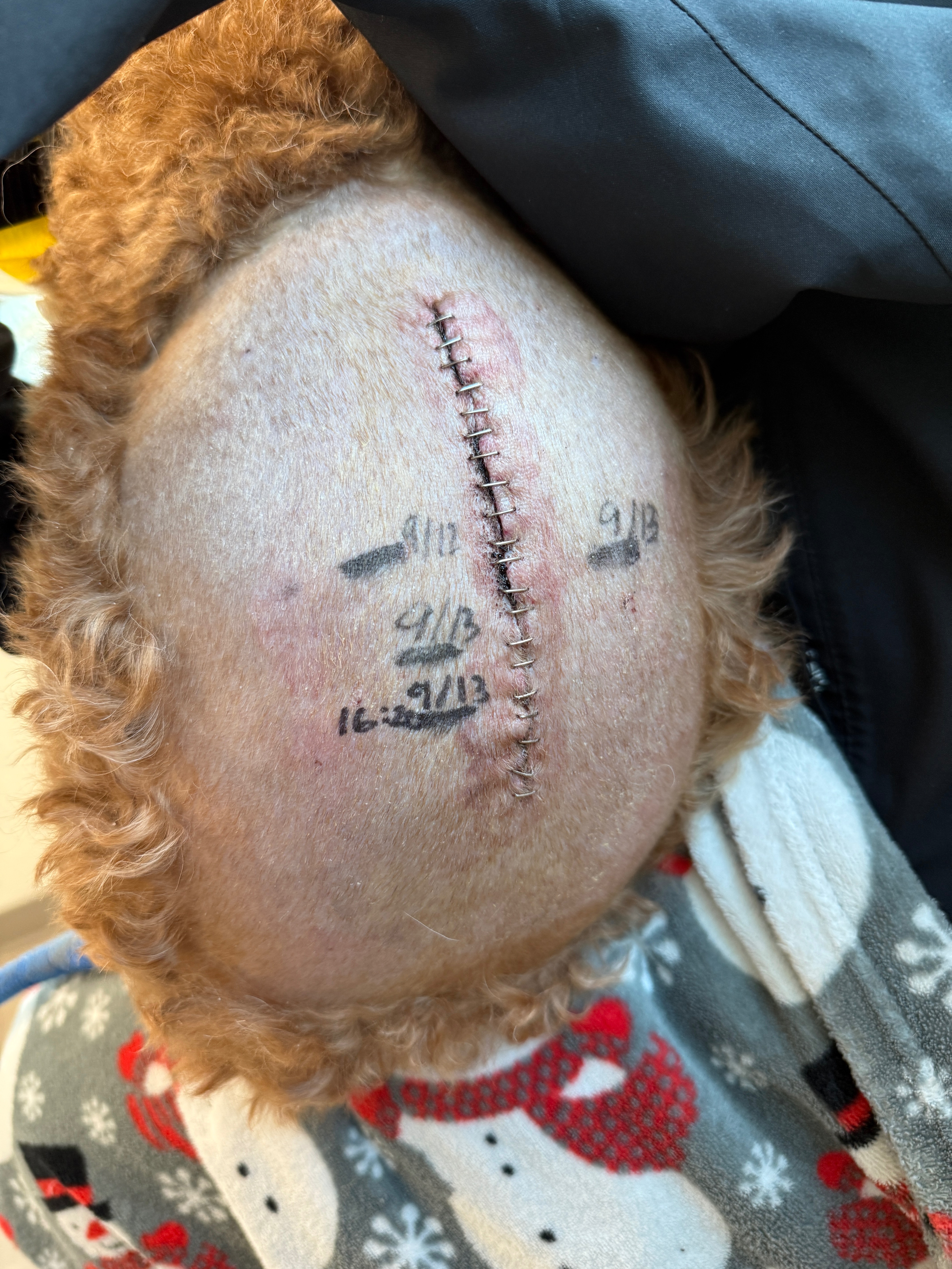 Help Buchu Walk Again After Emergency Spinal Surgery (IVDD) campaign photo, 2 of 7