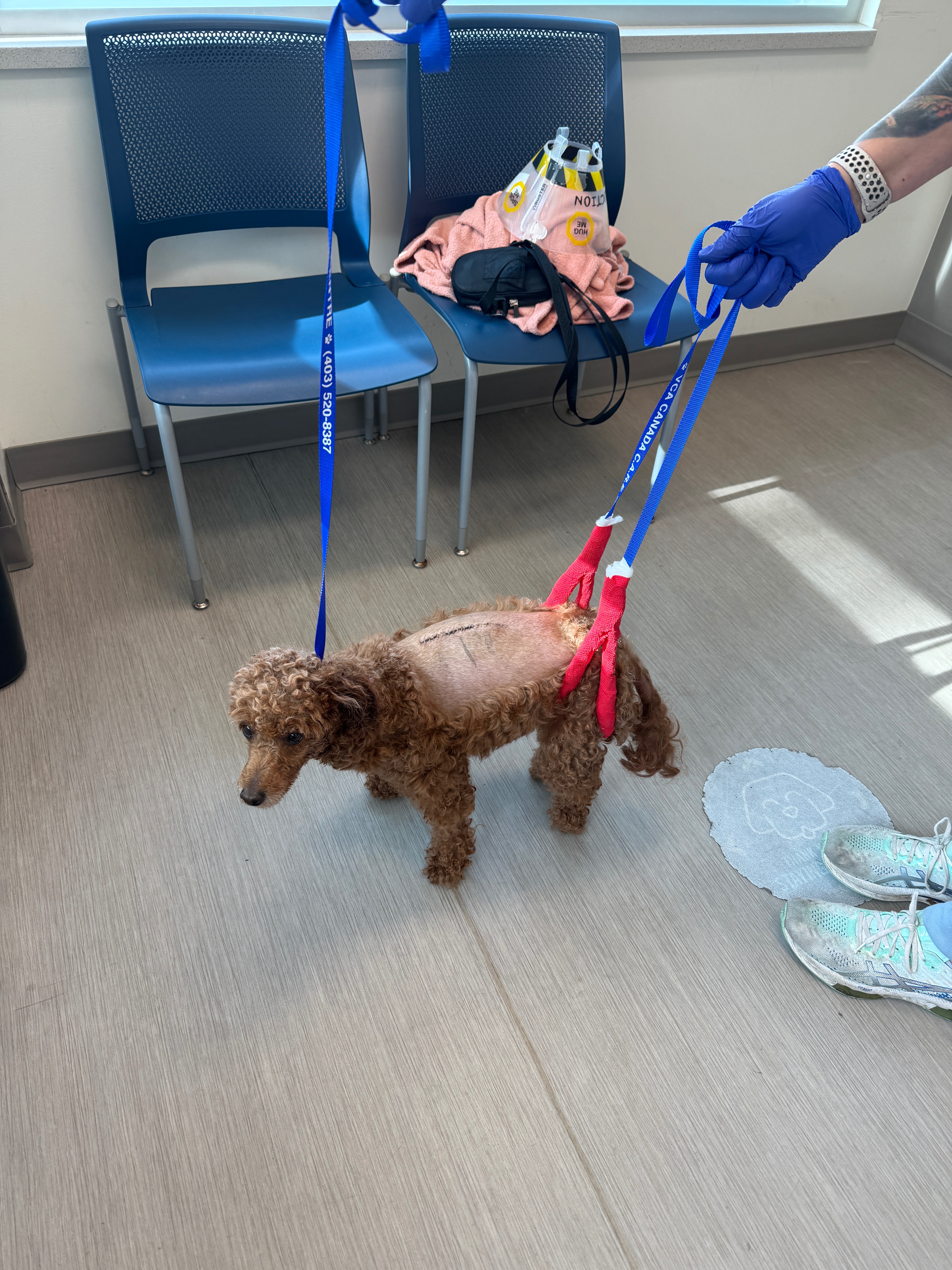 Help Buchu Walk Again After Emergency Spinal Surgery (IVDD) campaign photo, 4 of 7