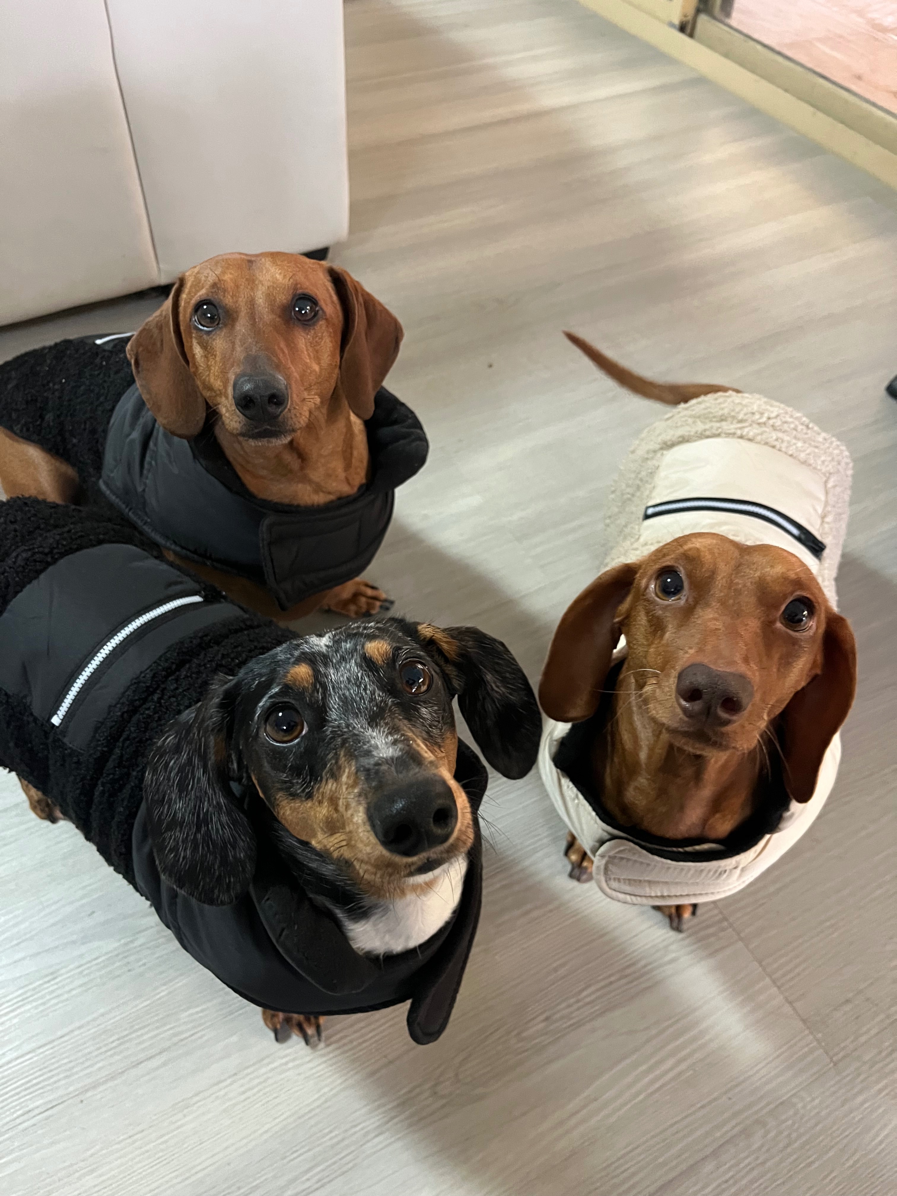 Honey’s IVDD surgery campaign photo, 7 of 8