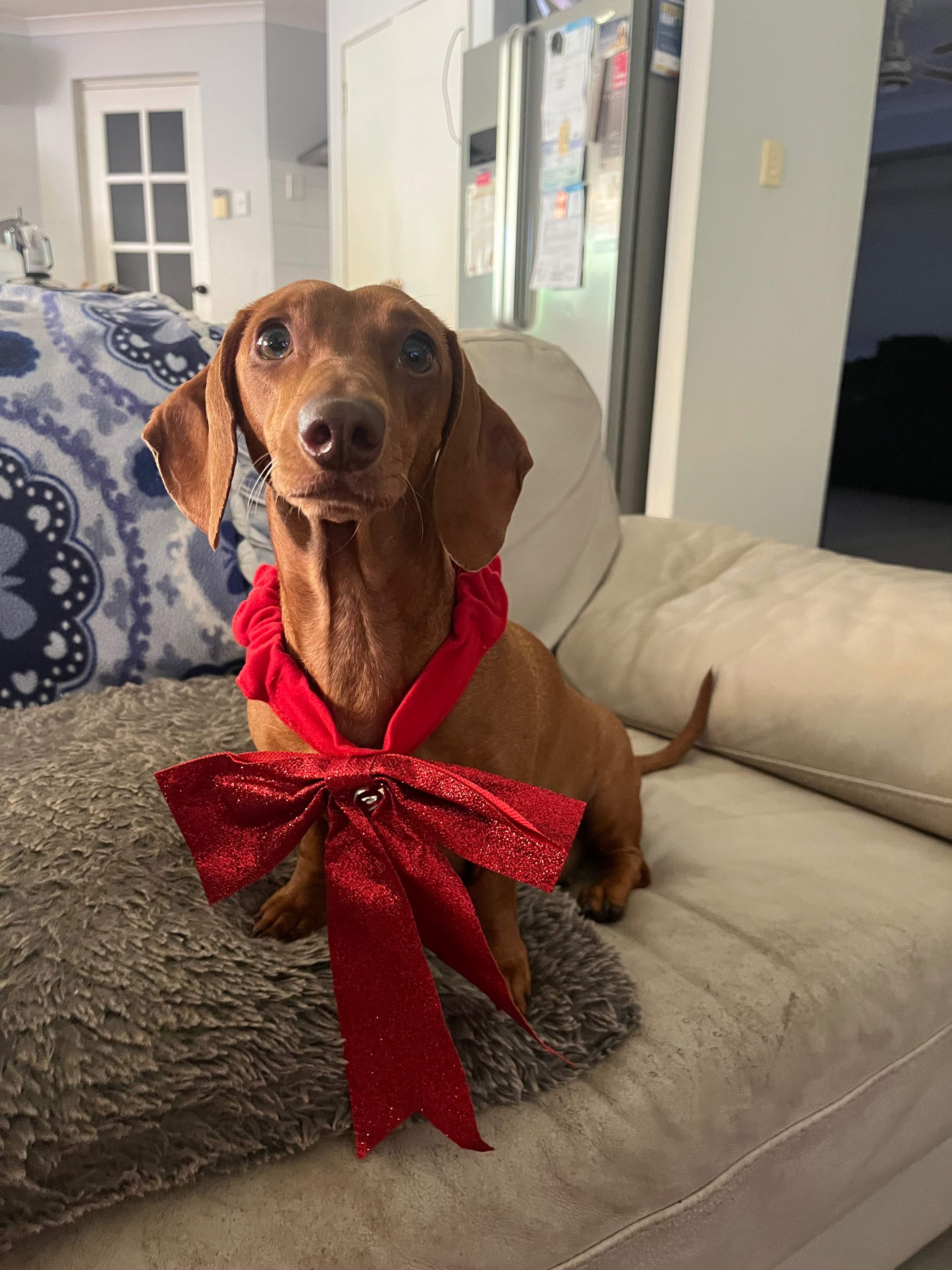 Honey’s IVDD surgery campaign photo, 5 of 8