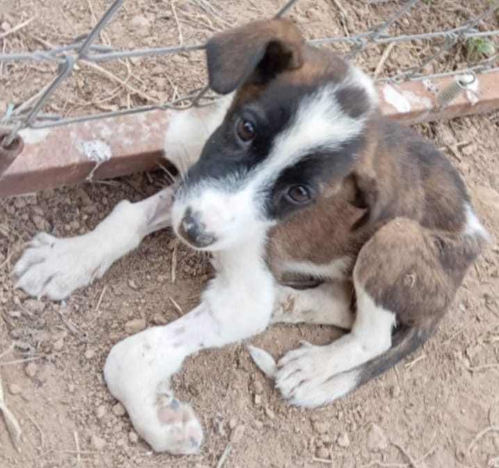 AYUDA URGENTE PARA LOS CACHORRITOS CON PARVOVIROSIS campaign photo, 2 of 8