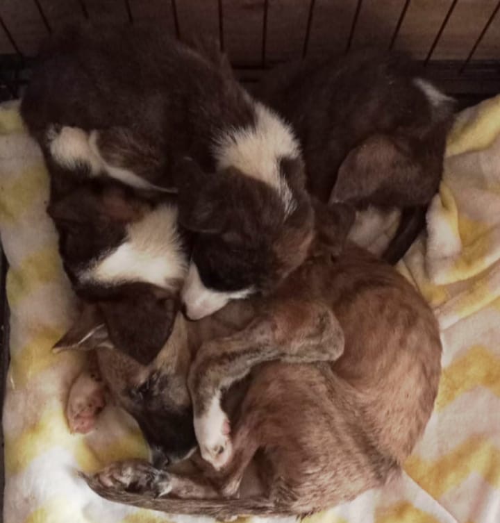 AYUDA URGENTE PARA LOS CACHORRITOS CON PARVOVIROSIS campaign photo, 4 of 8