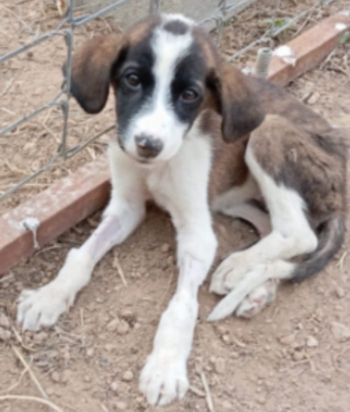 AYUDA URGENTE PARA LOS CACHORRITOS CON PARVOVIROSIS campaign photo, 5 of 8