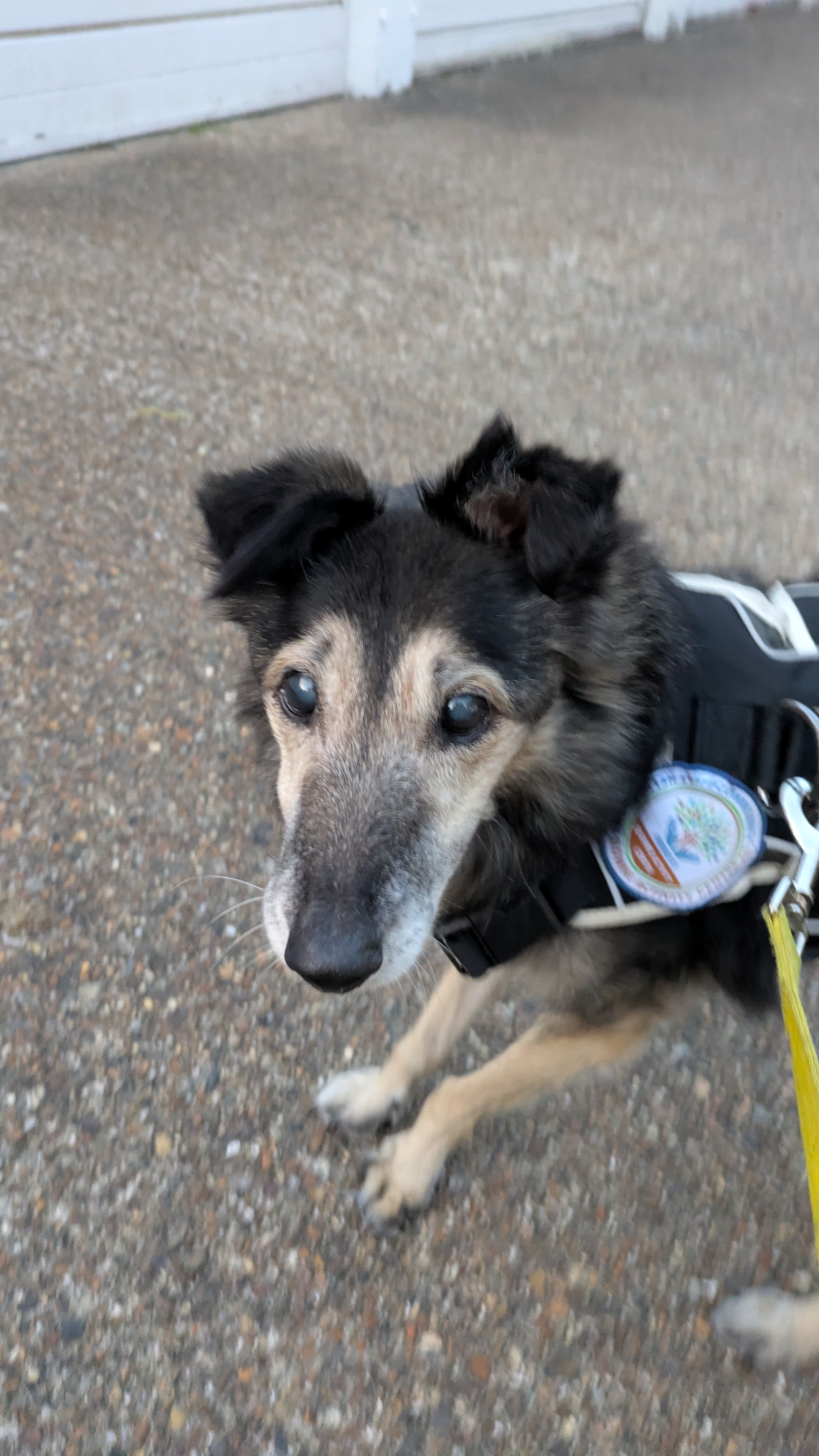 Bear dog our rescue doggy from Macedonia needs an operation campaign photo, 7 of 8