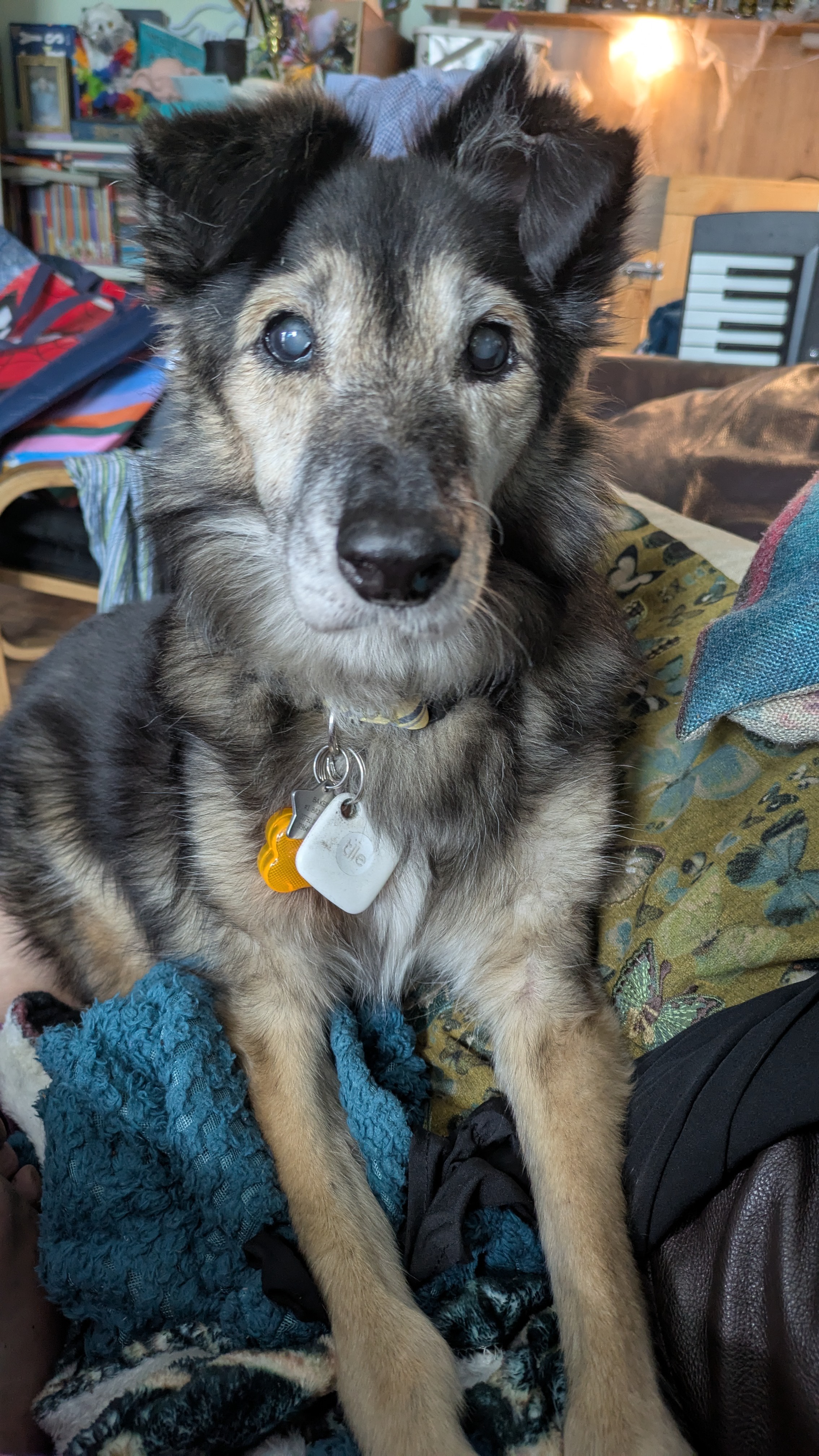 Bear dog our rescue doggy from Macedonia needs an operation campaign photo, 2 of 8