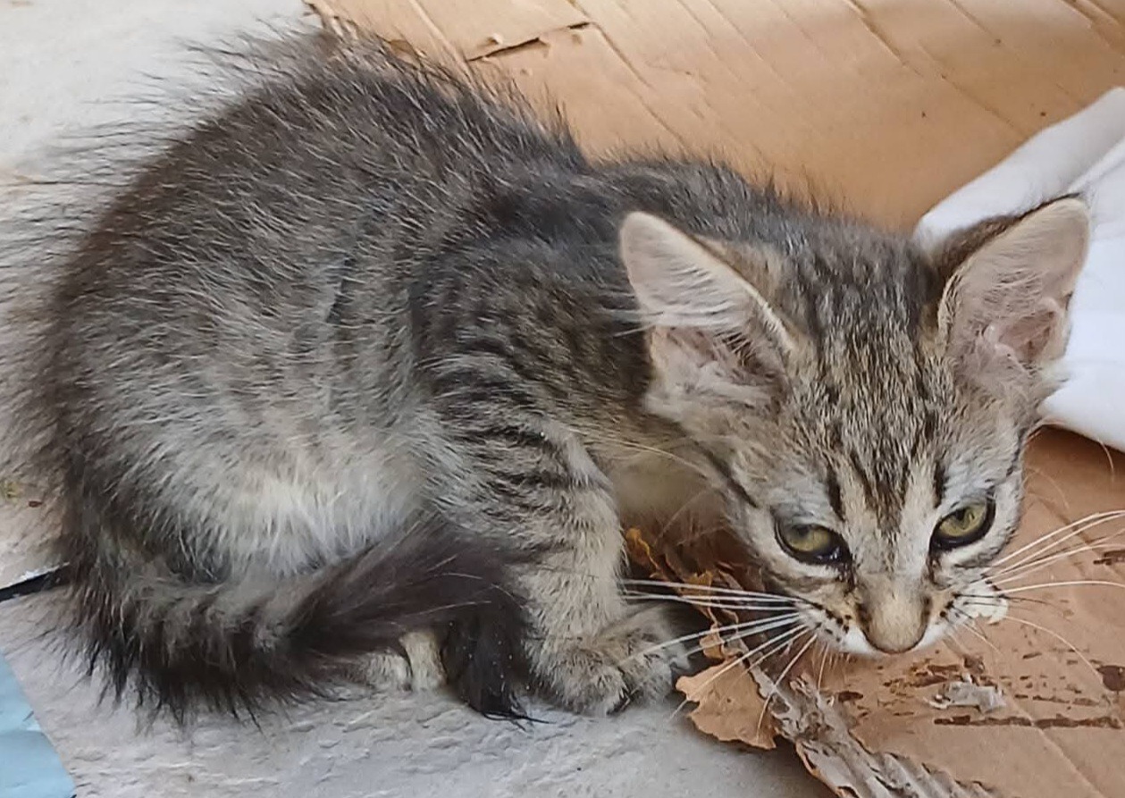 N is for November Neutering campaign photo, 5 of 6