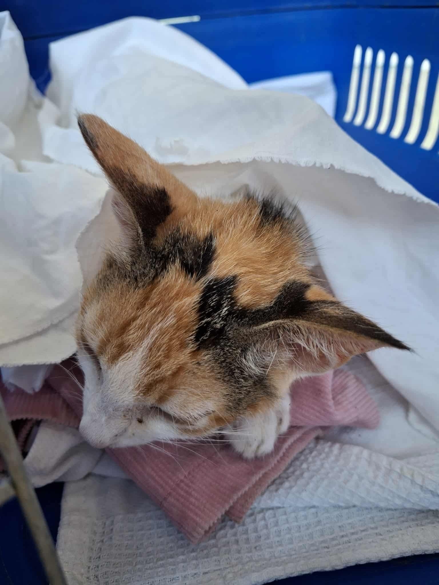 N is for November Neutering campaign photo, 2 of 6